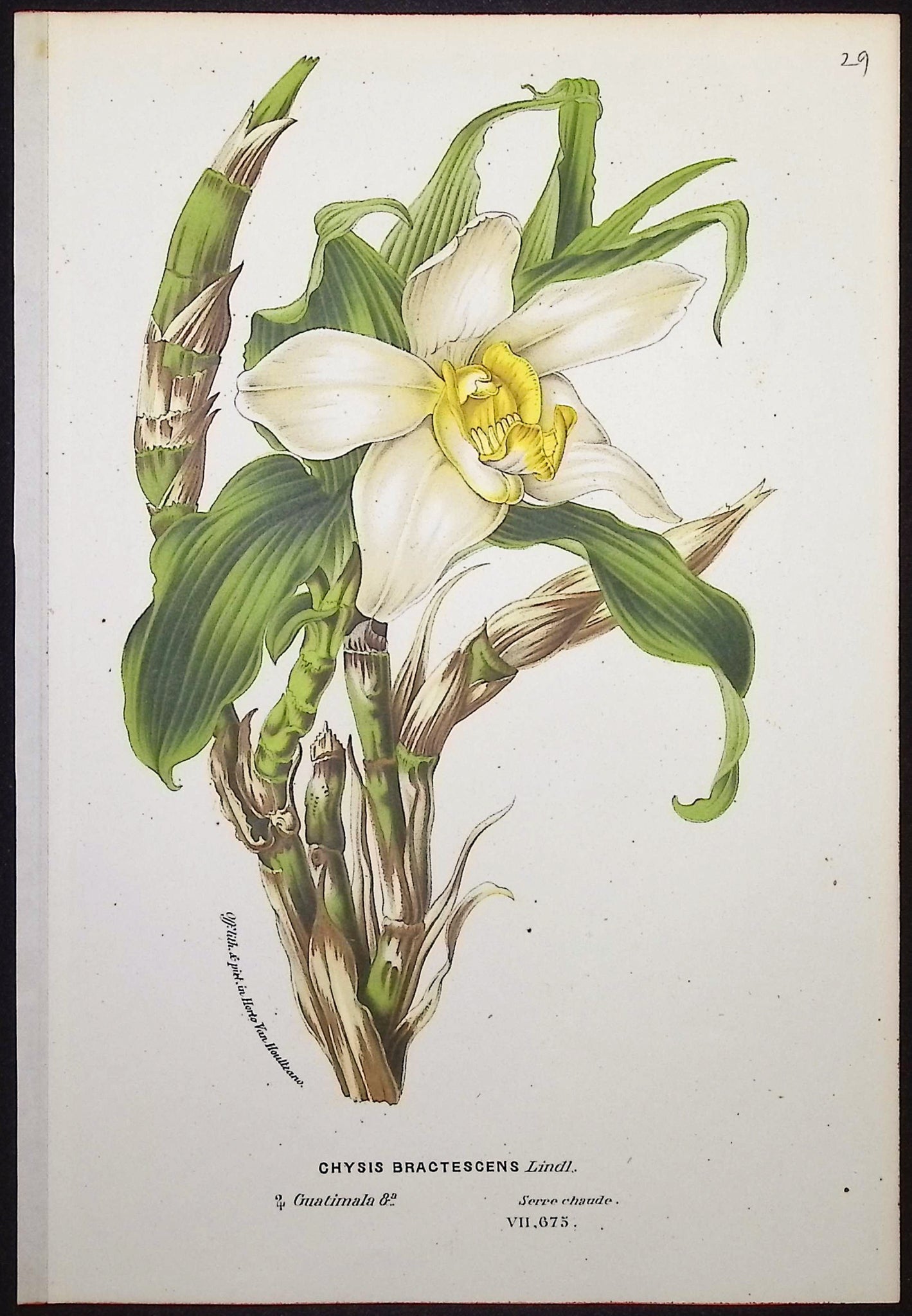 Orchid