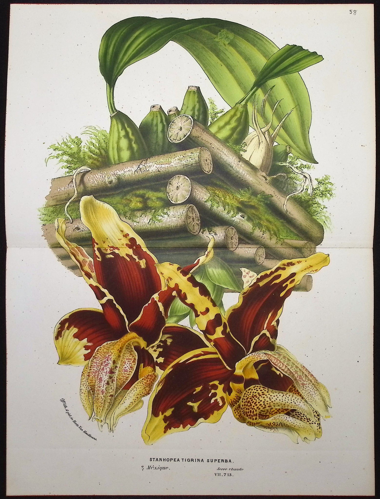 Orchid