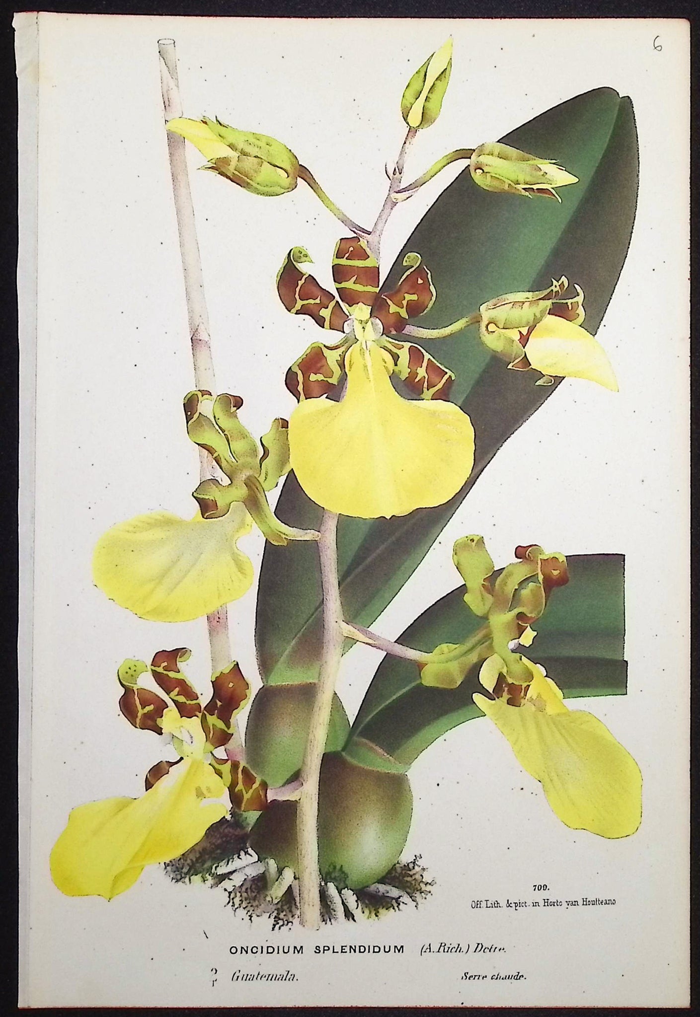 Orchid
