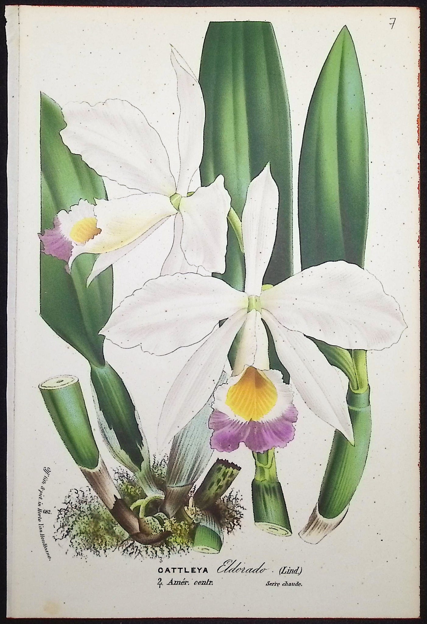 Orchid