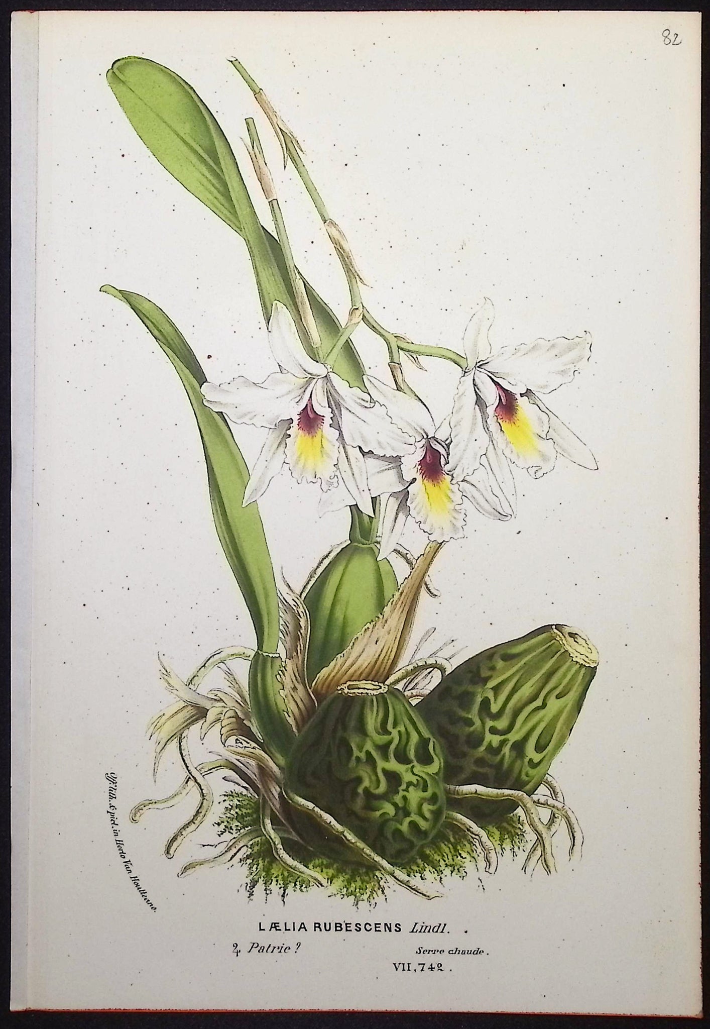 Orchid