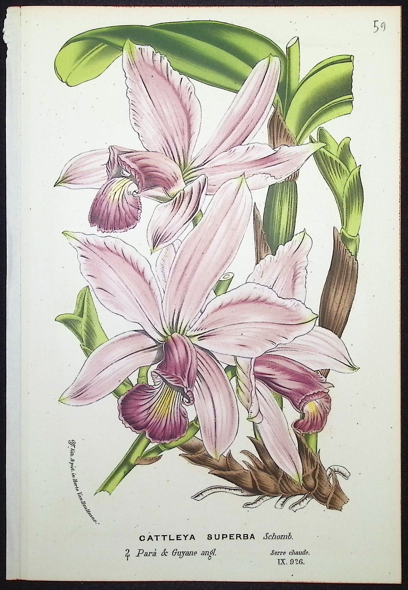 Orchid