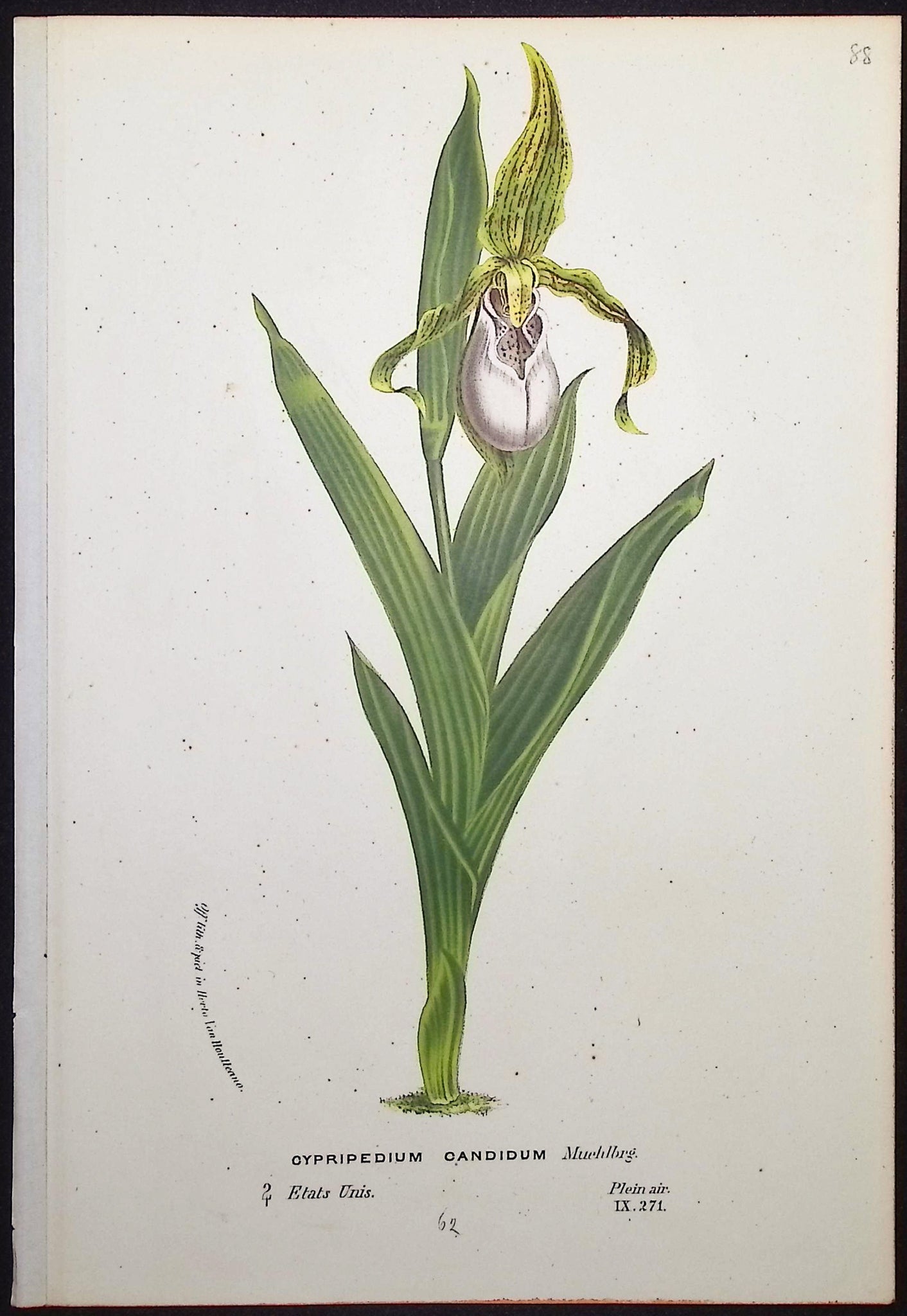 Lady's Slipper Orchid