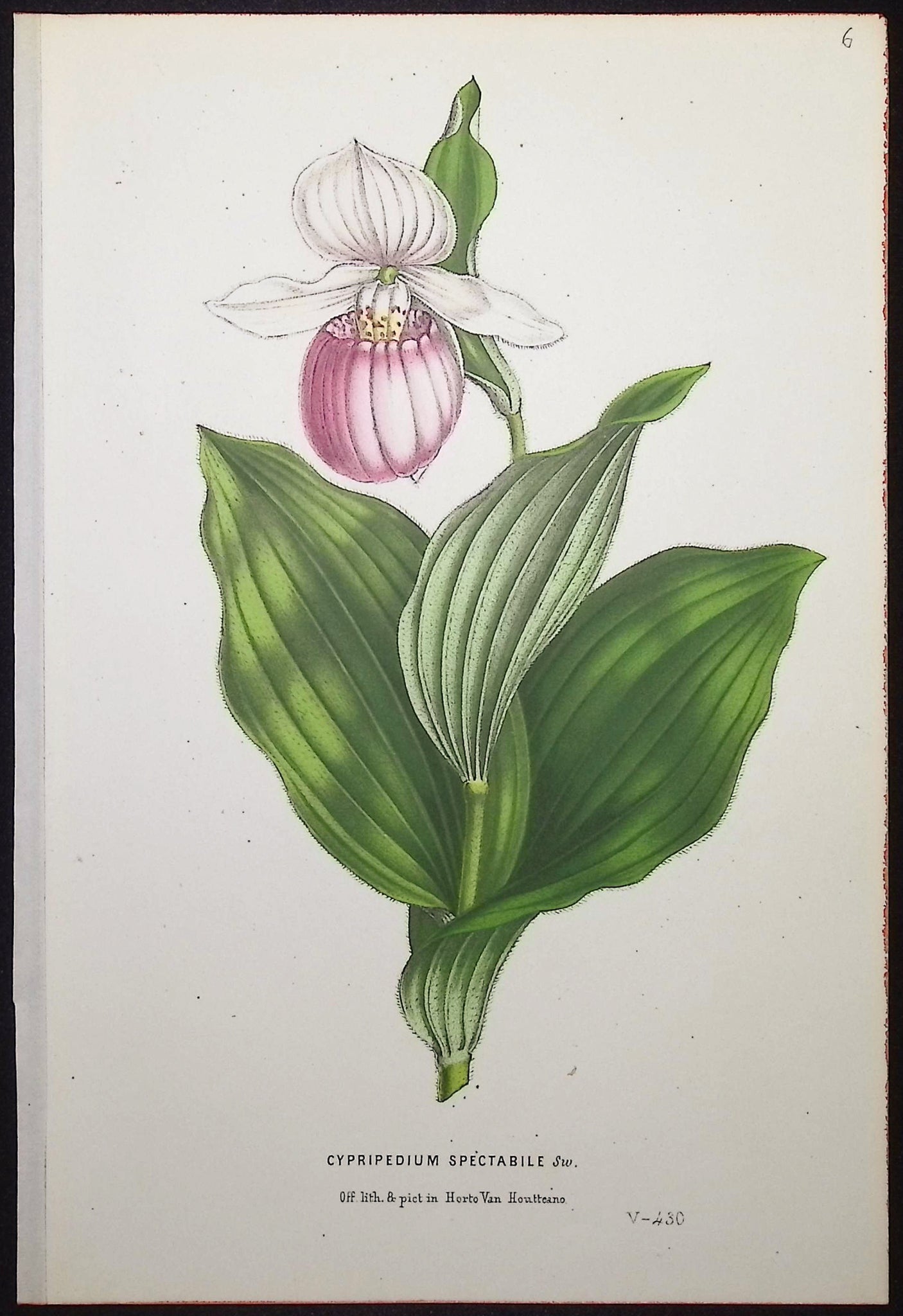 Lady's Slipper Orchid