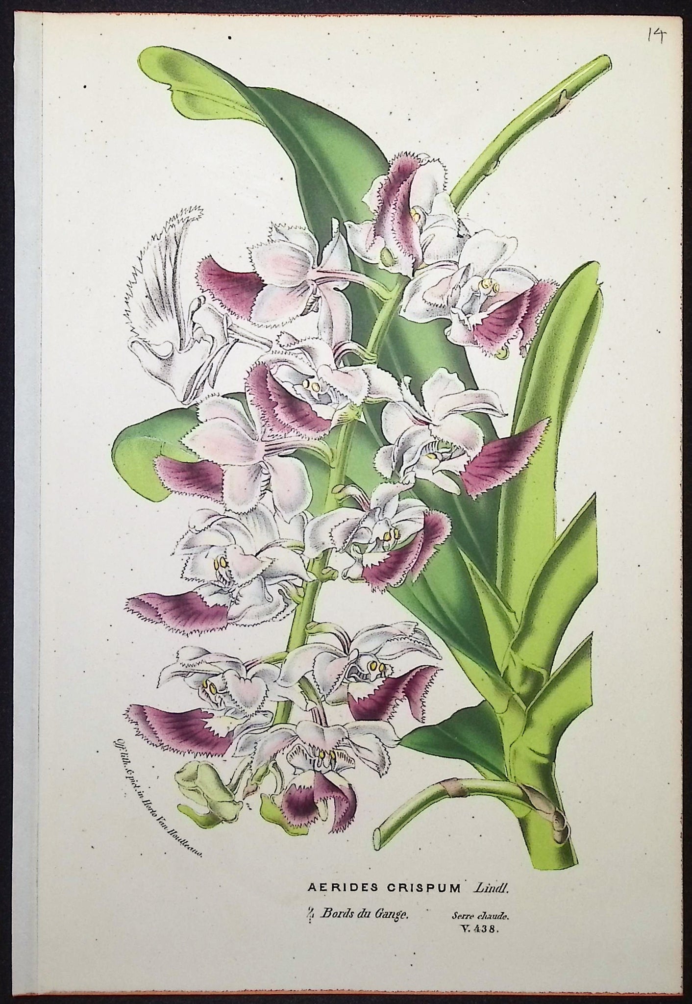 Orchid