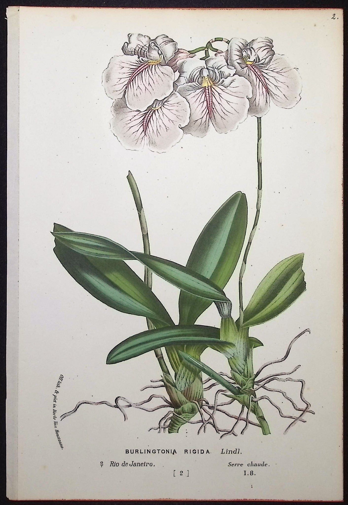 Orchid