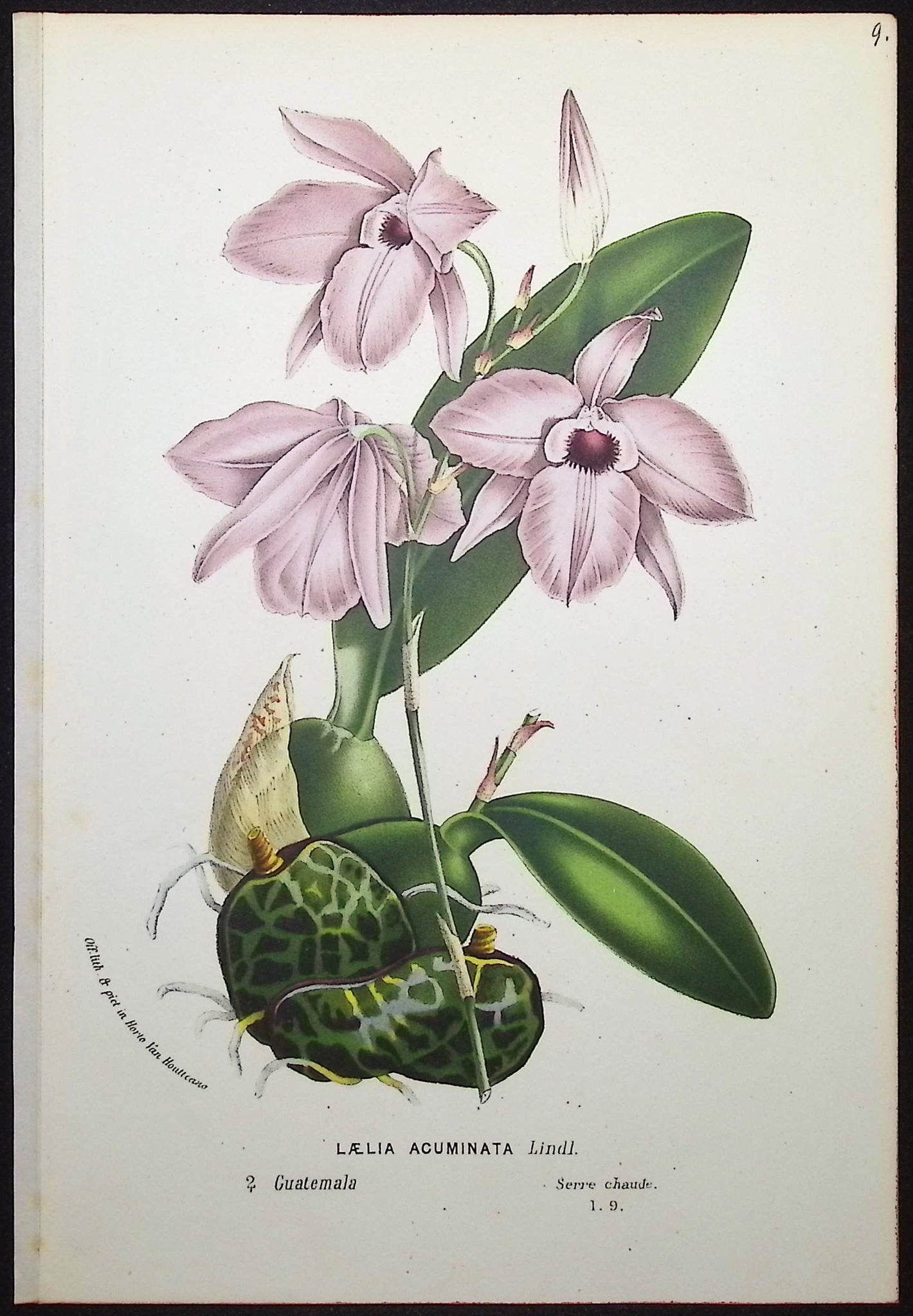 Orchid