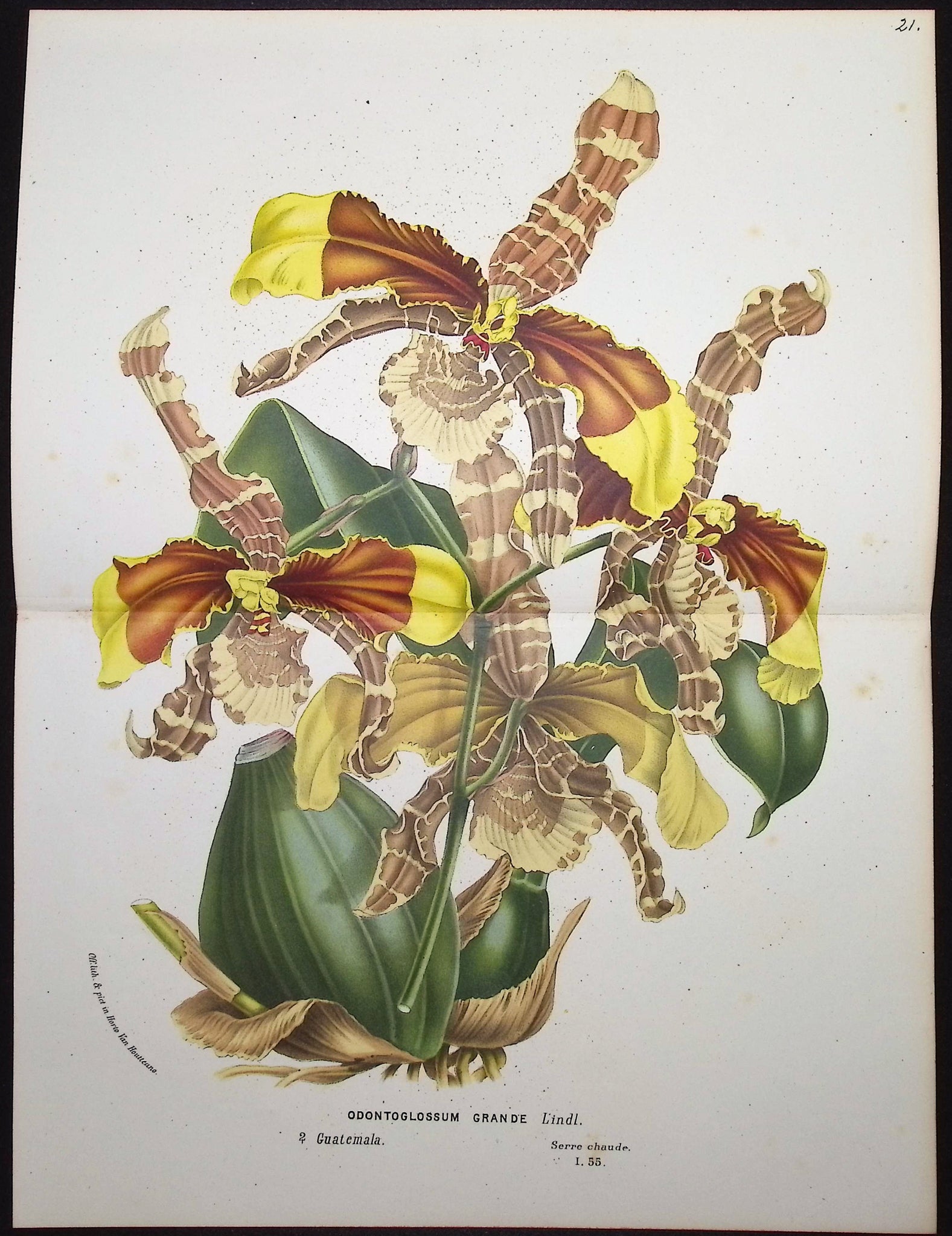 Orchid