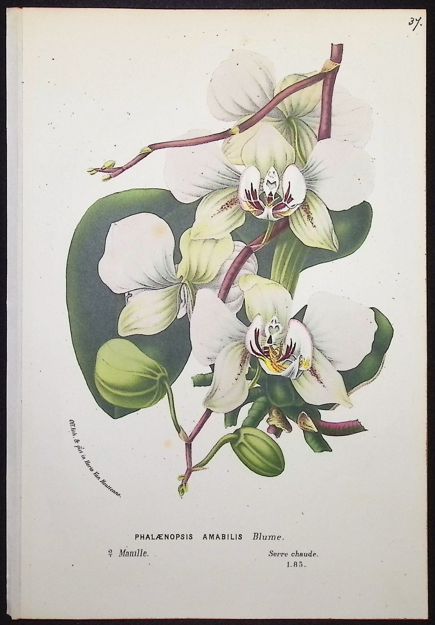 Orchid