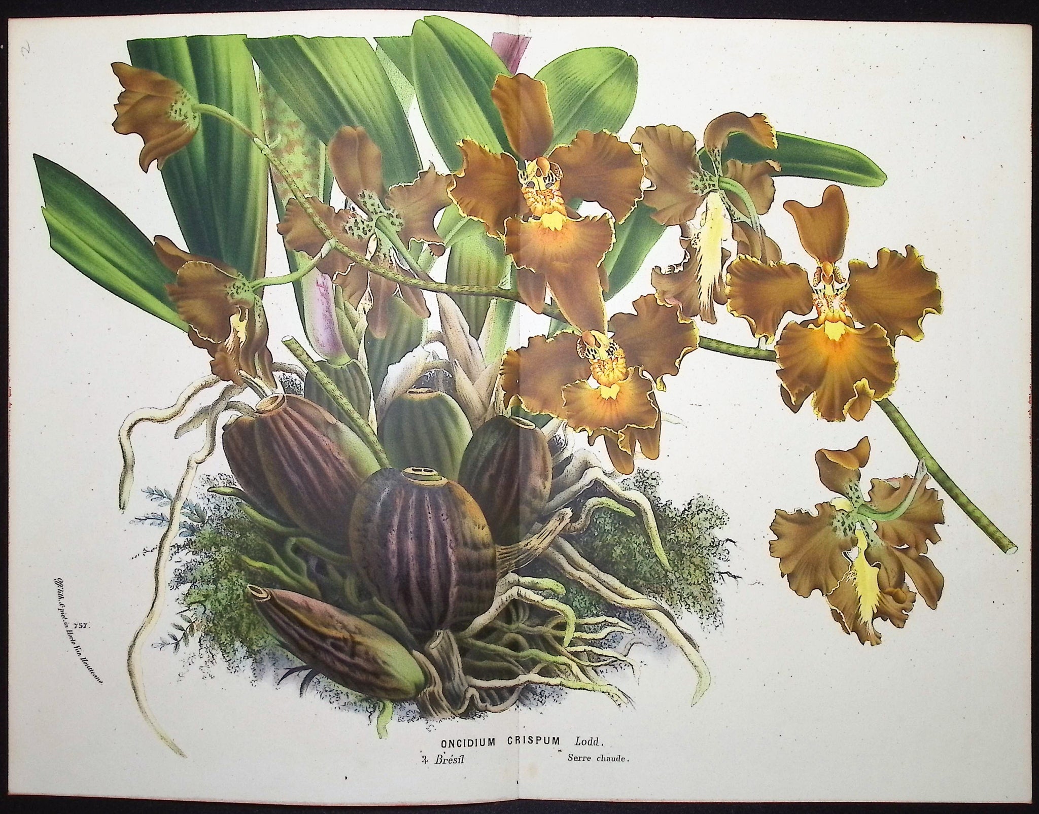 Orchid