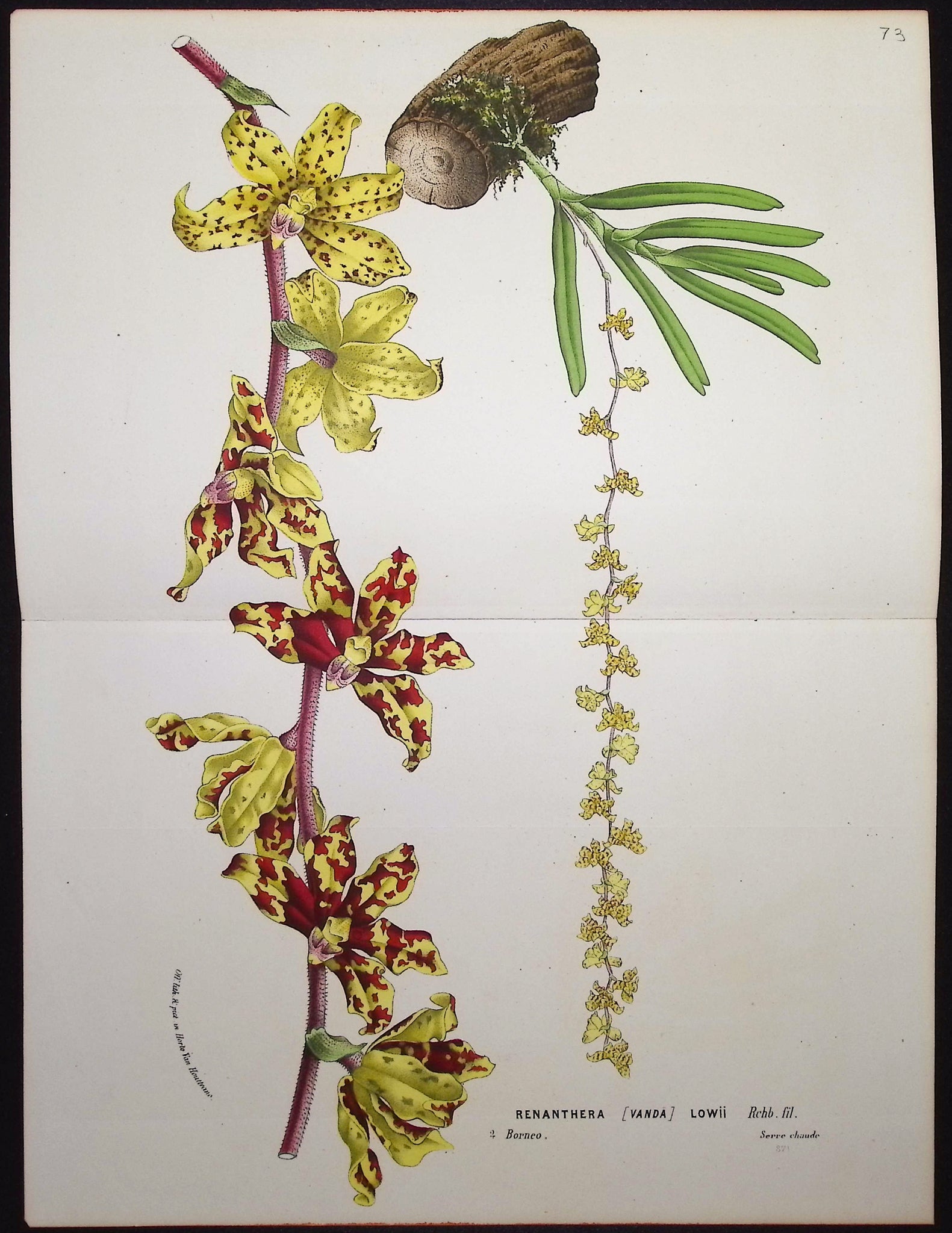Orchid