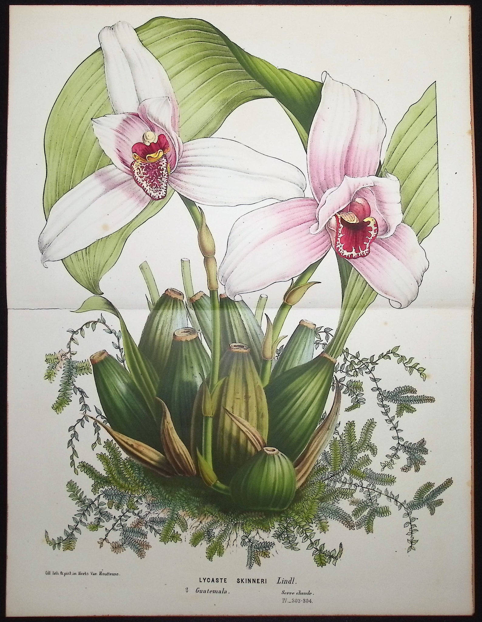 Orchid