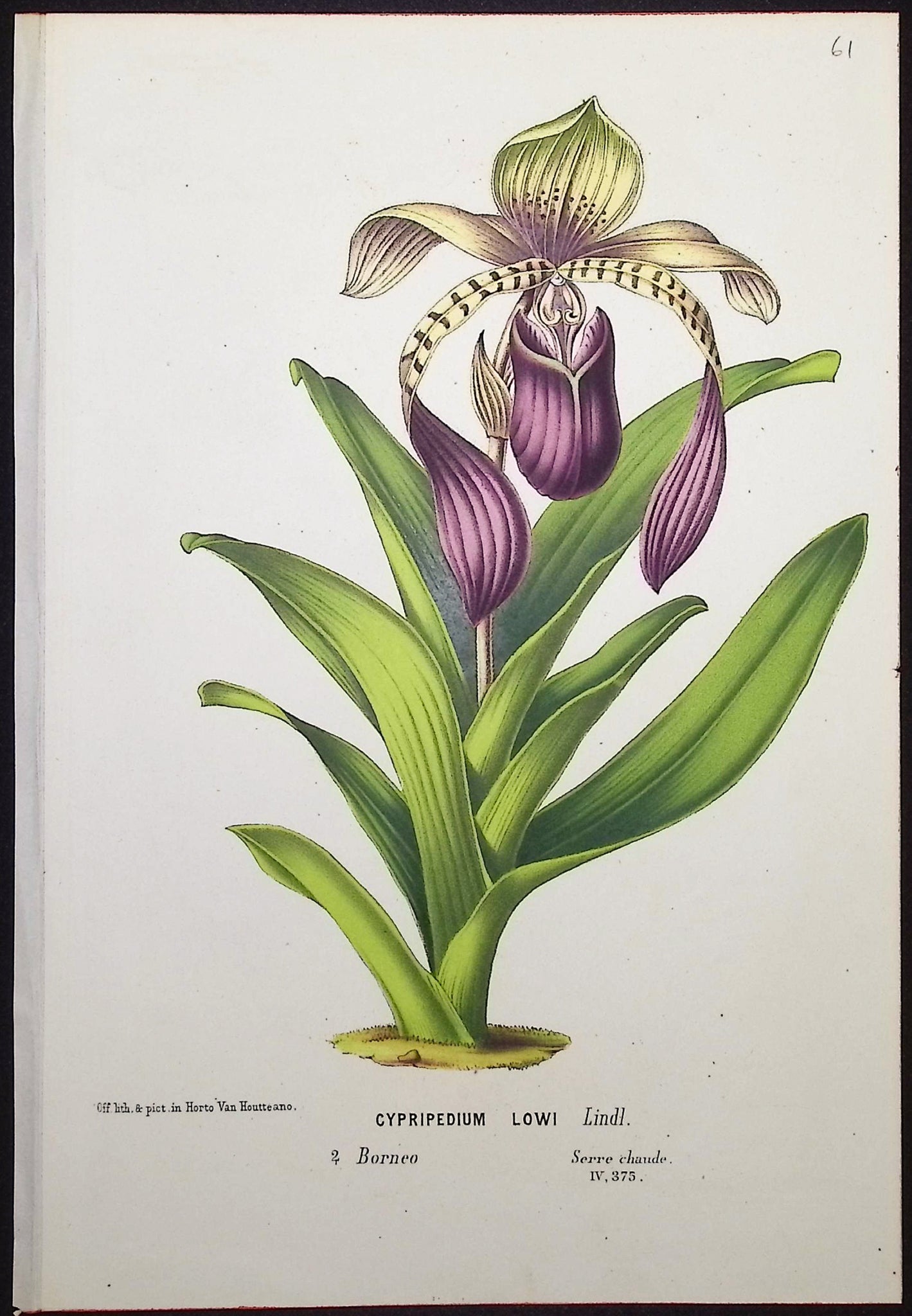 Lady's Slipper Orchid
