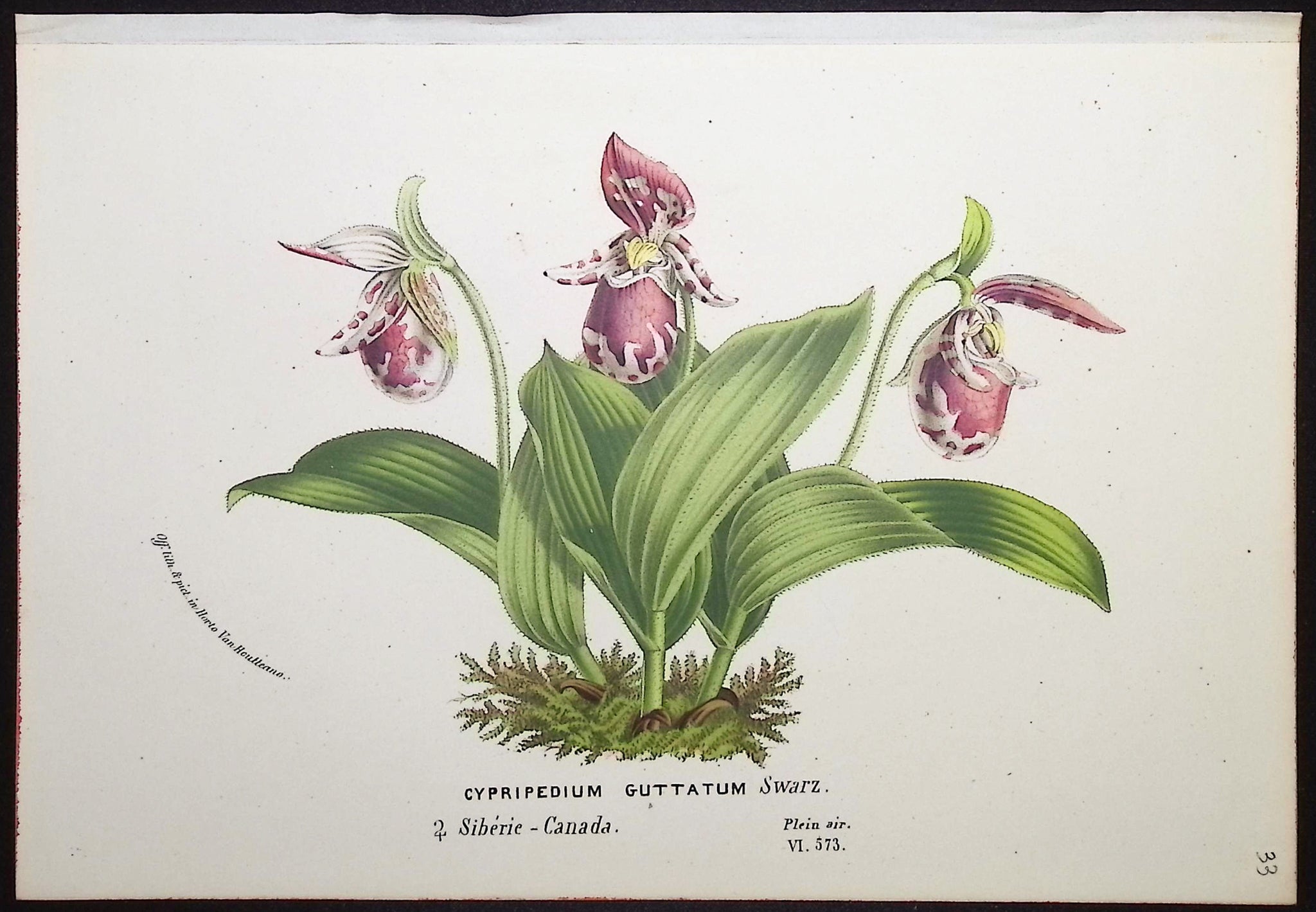 Lady's Slipper Orchid