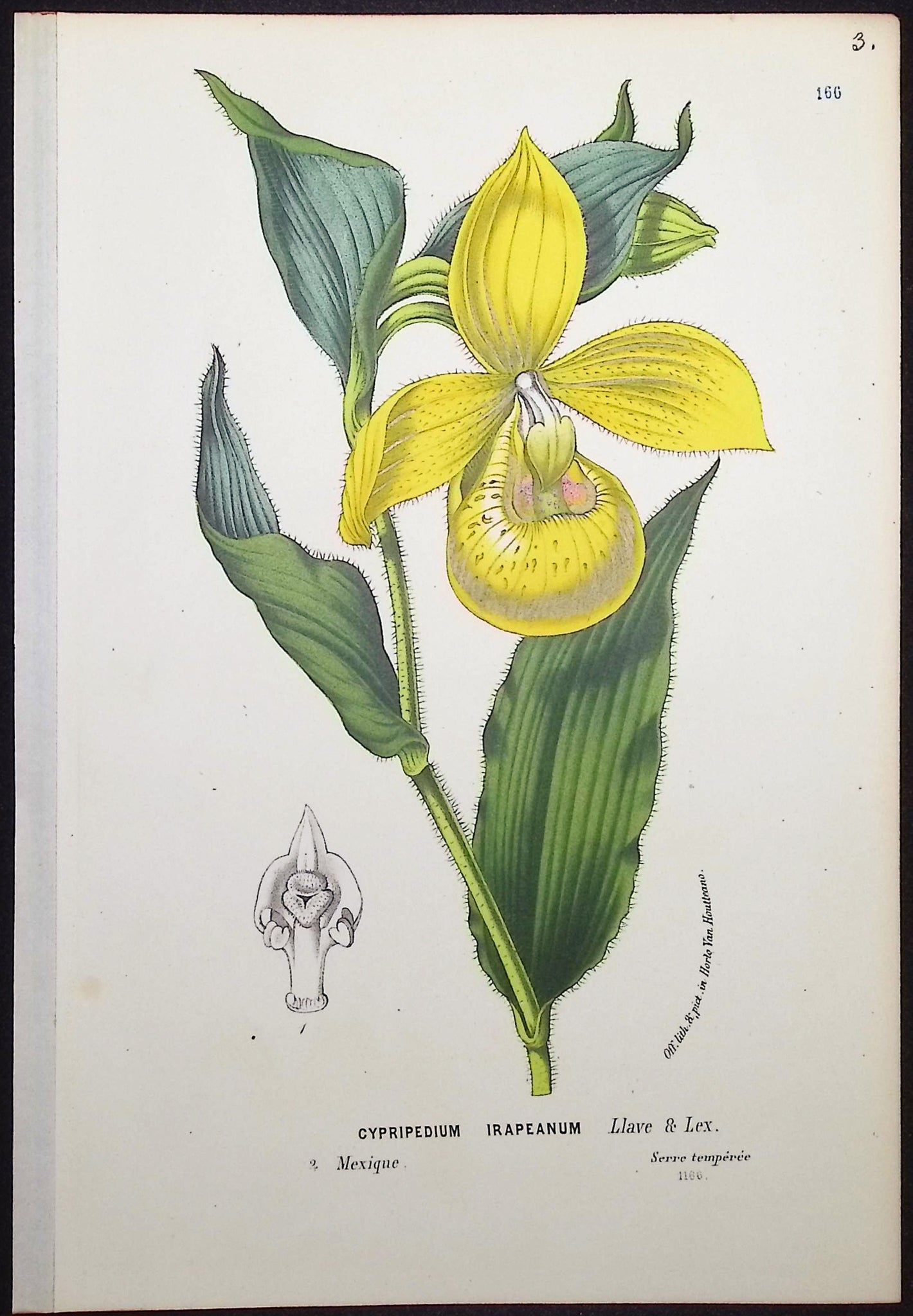 Lady's Slipper Orchid