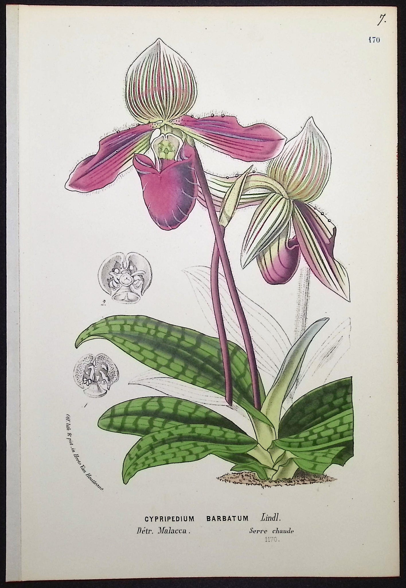 Lady's Slipper Orchid
