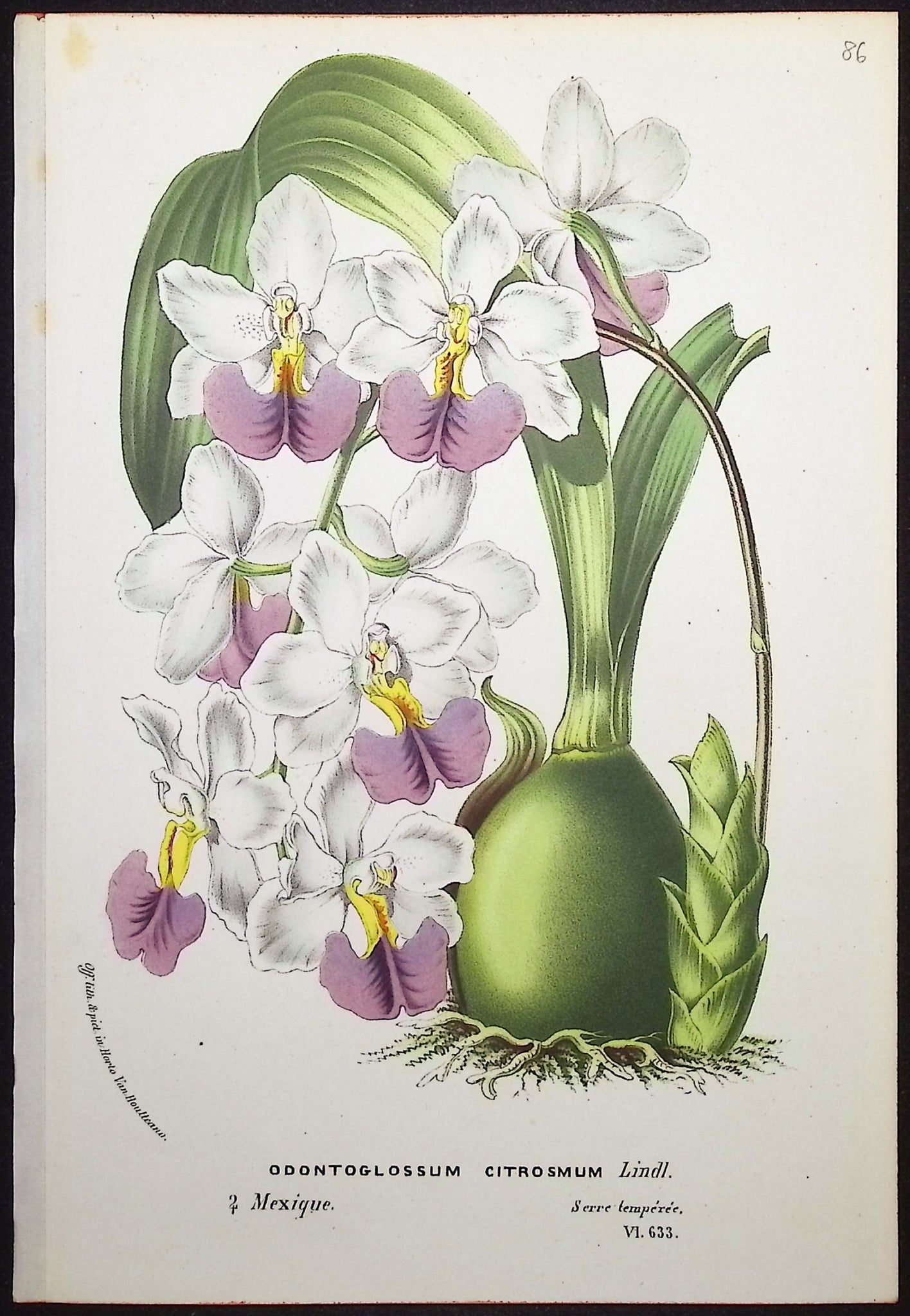 Orchid