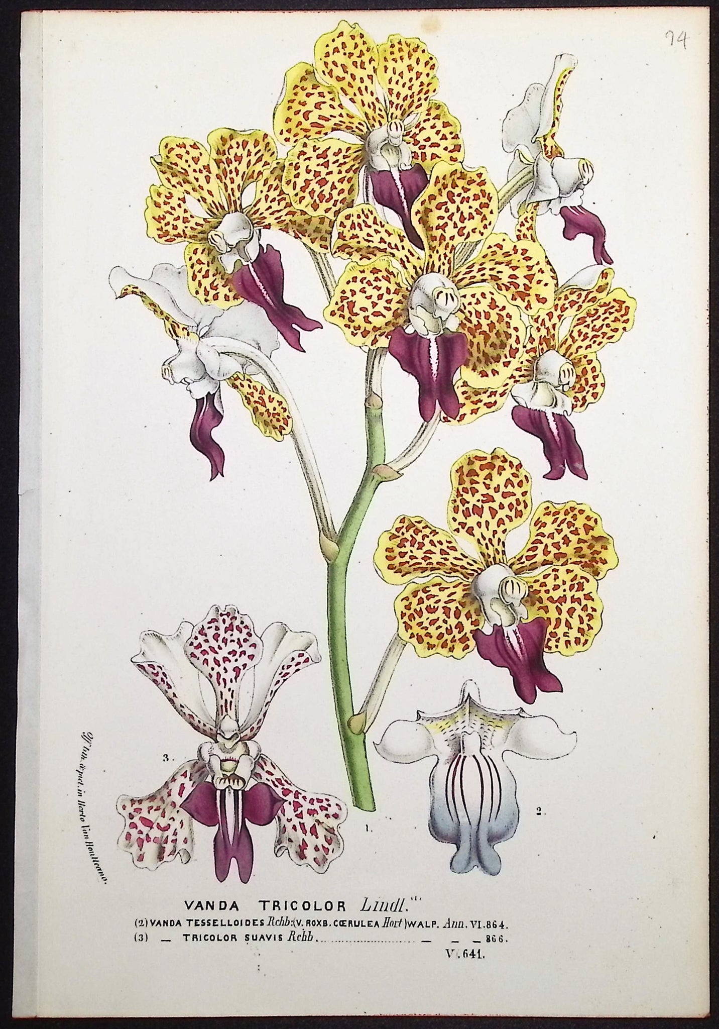 Orchid