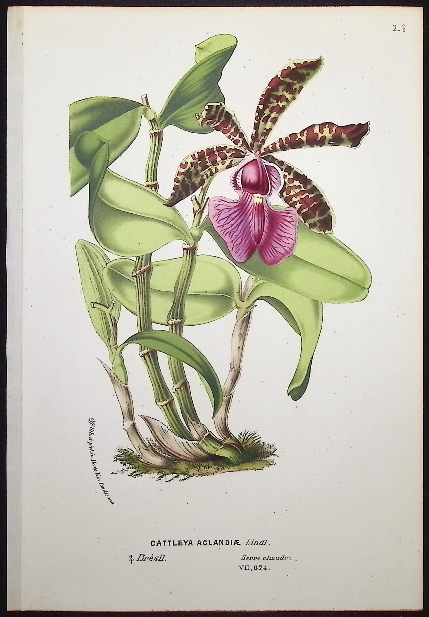 Orchid