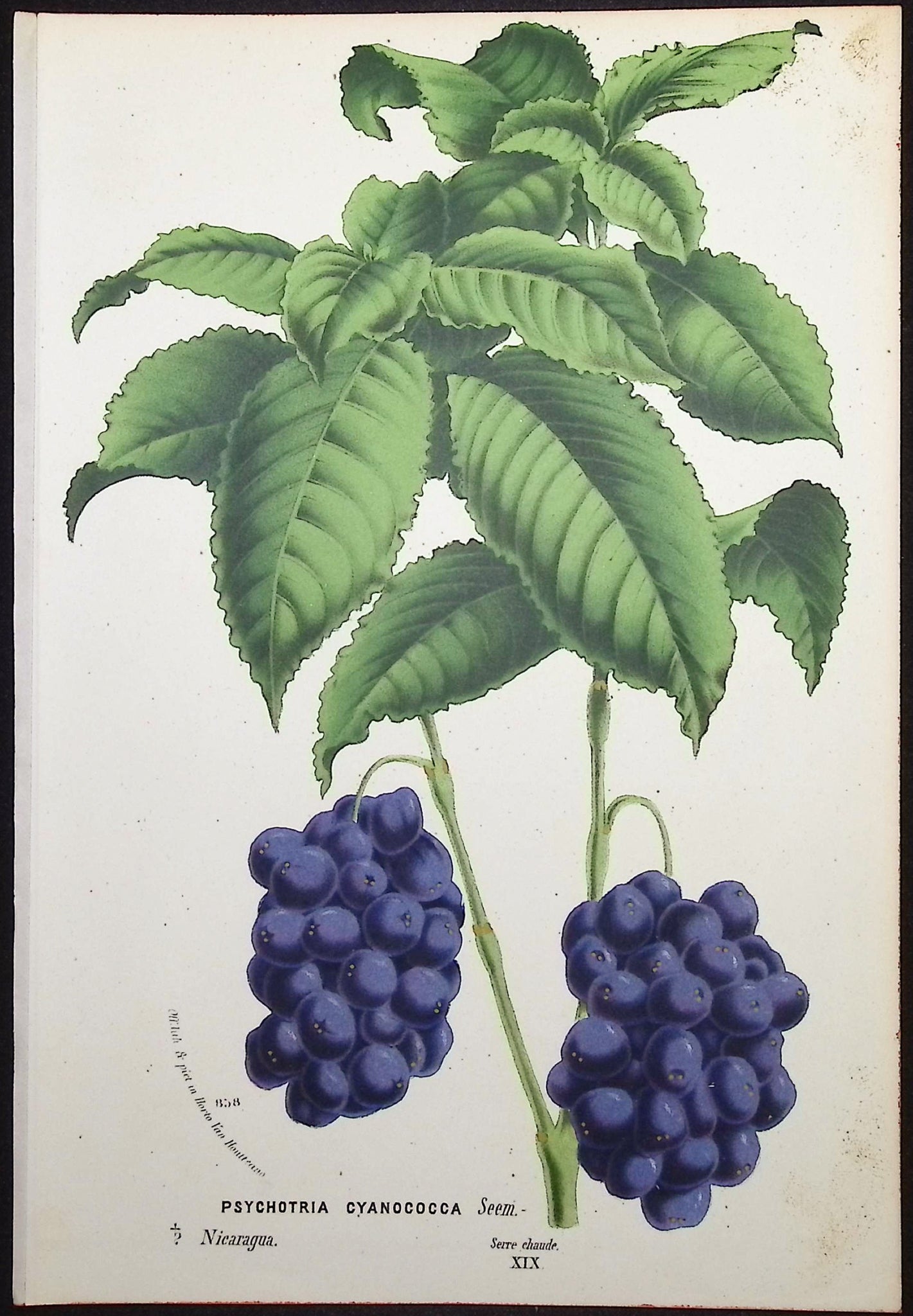 Blue Fruited Cappel (Psychotria Cyanococca)