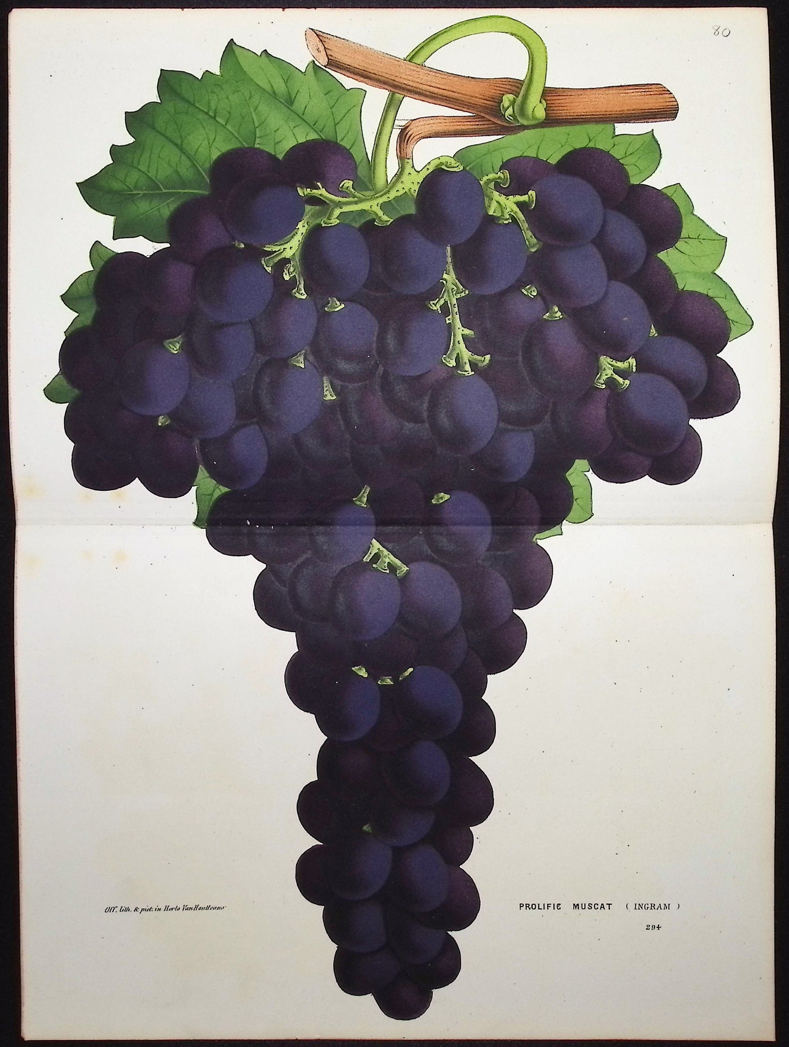 Grapes