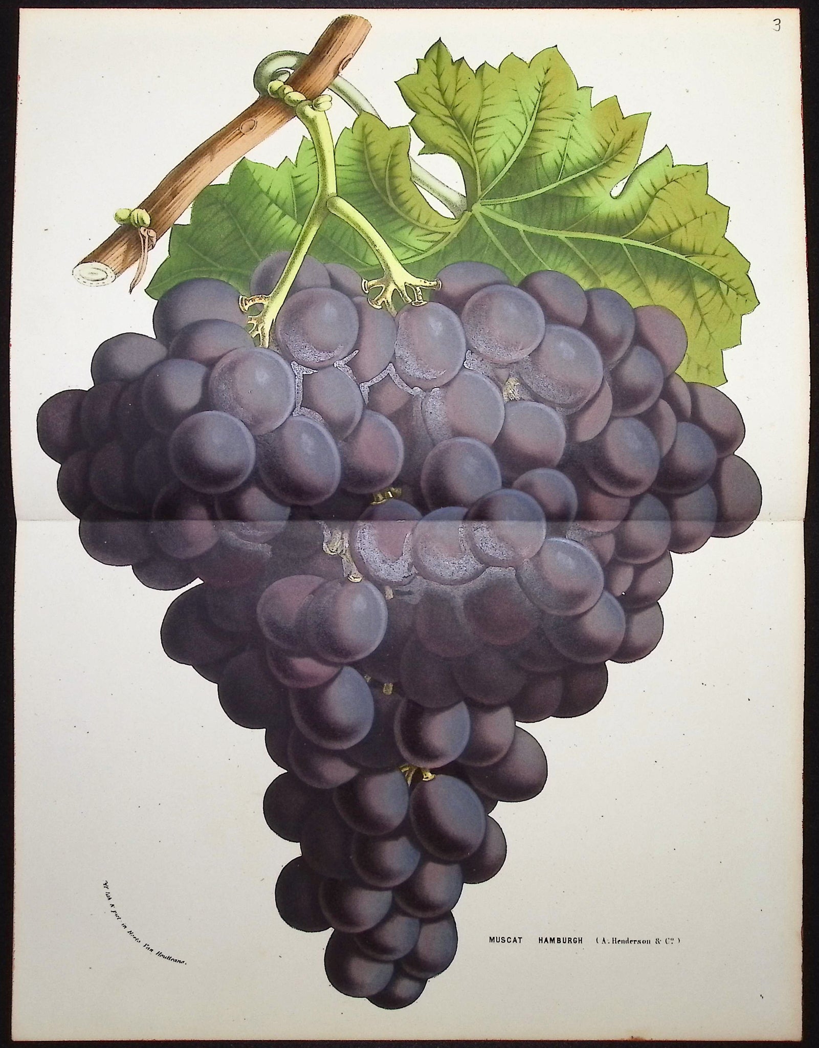 Grapes