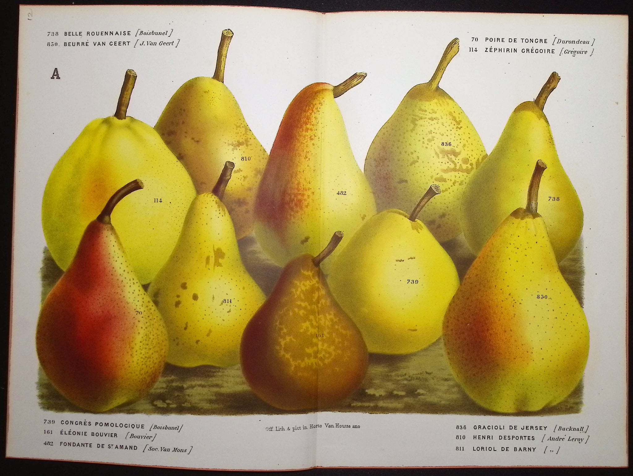 Pears