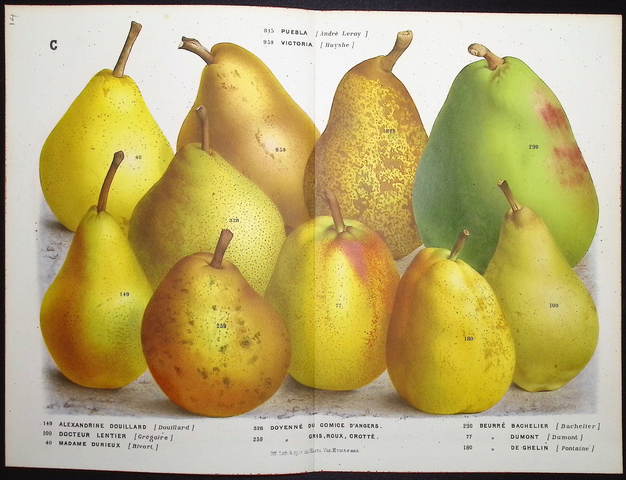 Pears