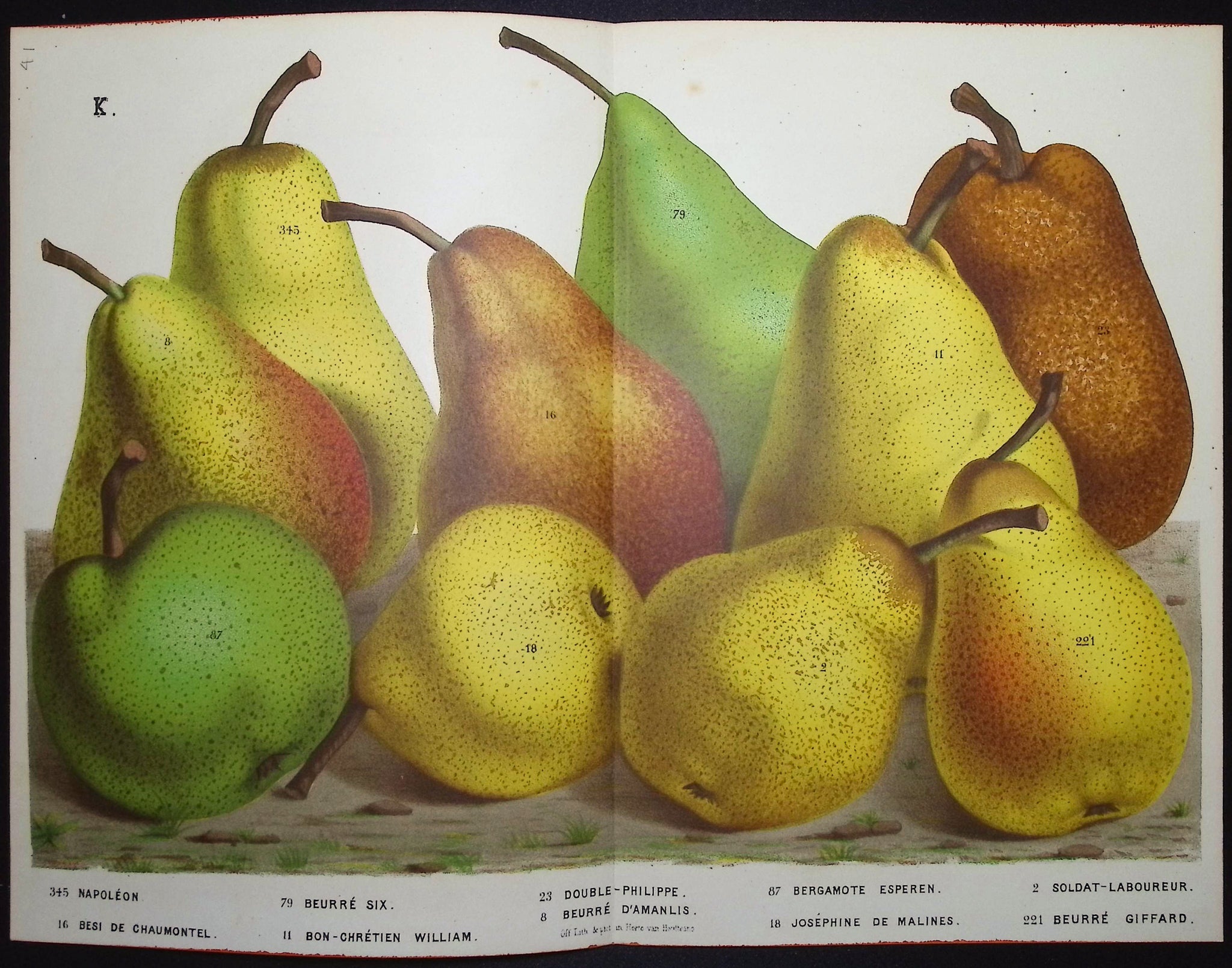 Pears