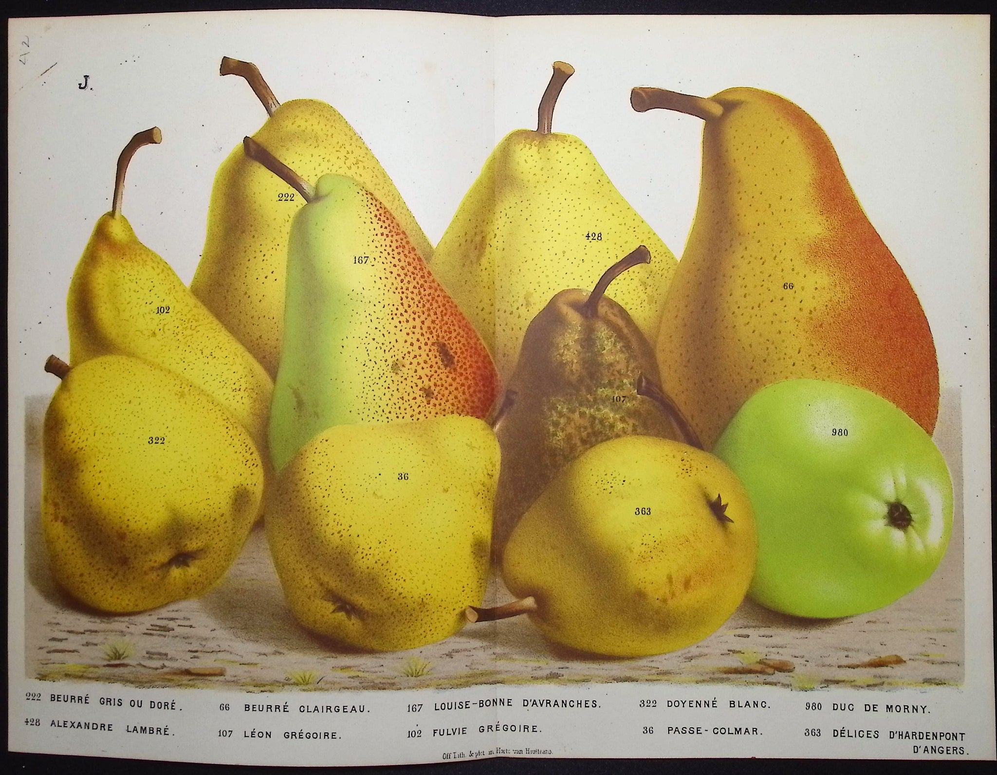 Pears