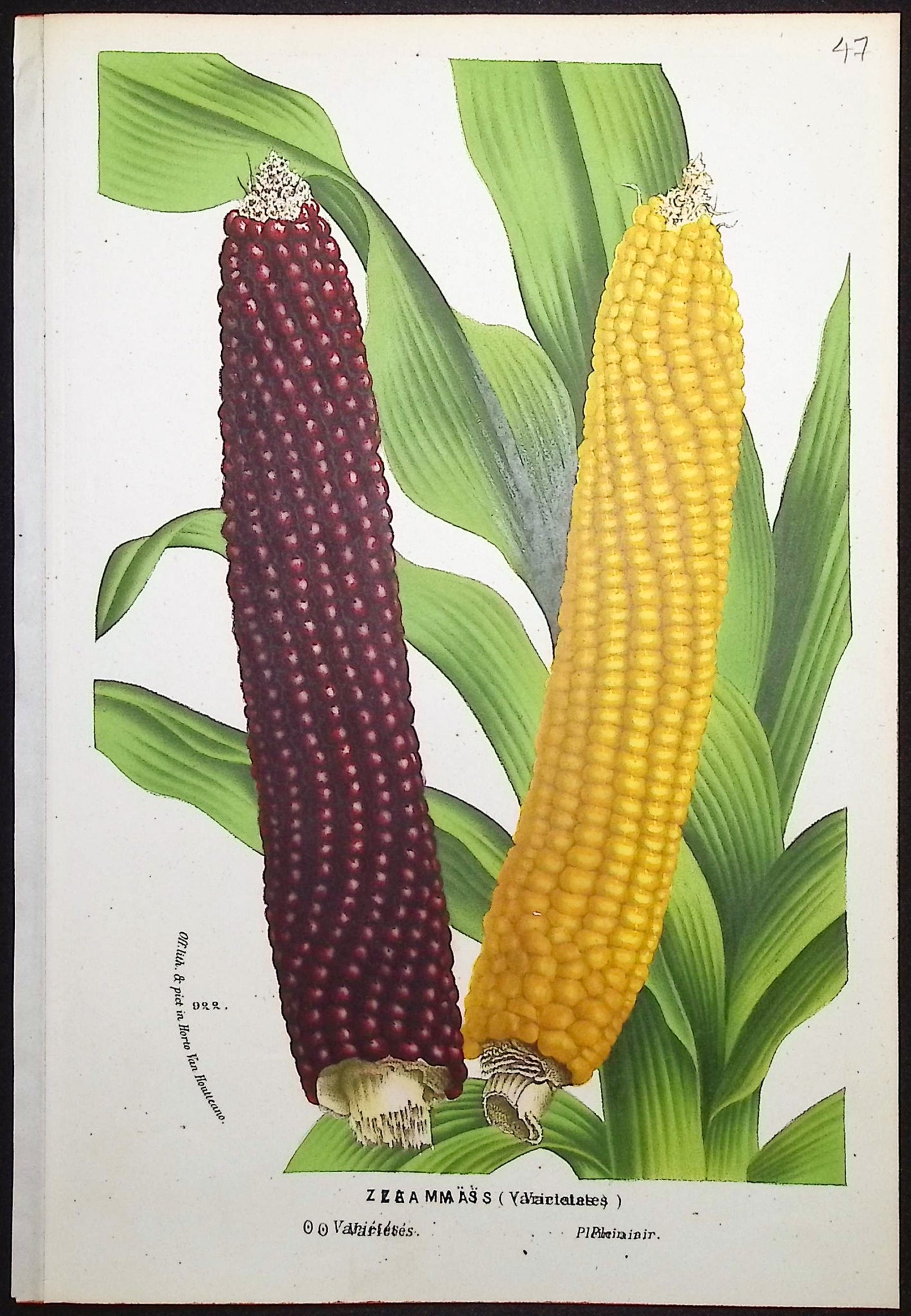 Corn