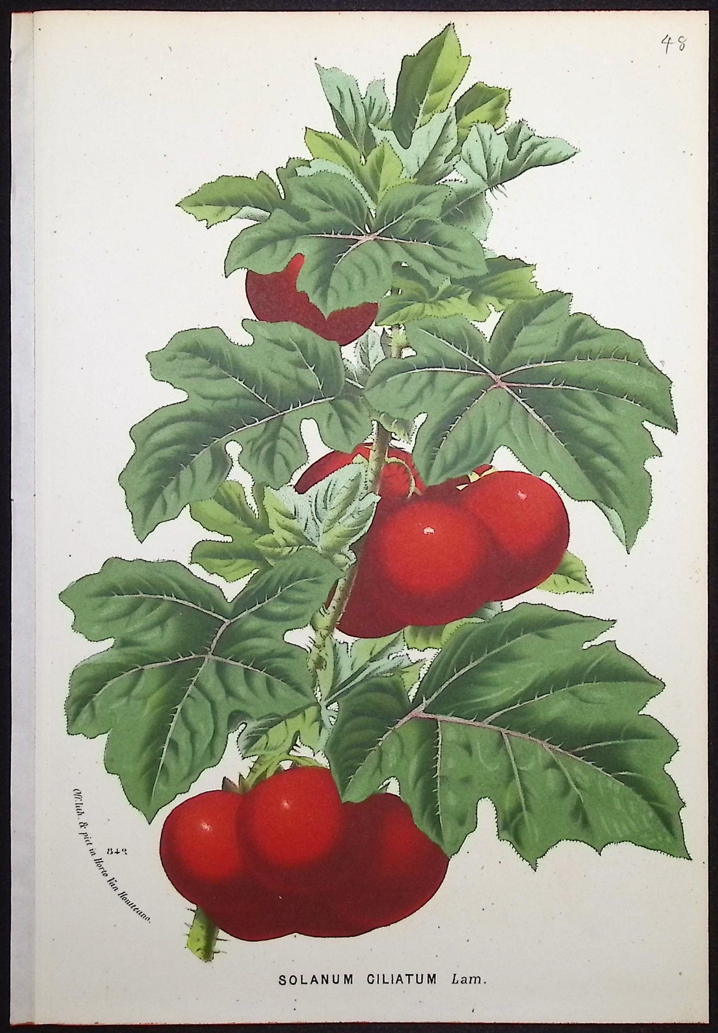 Tomato