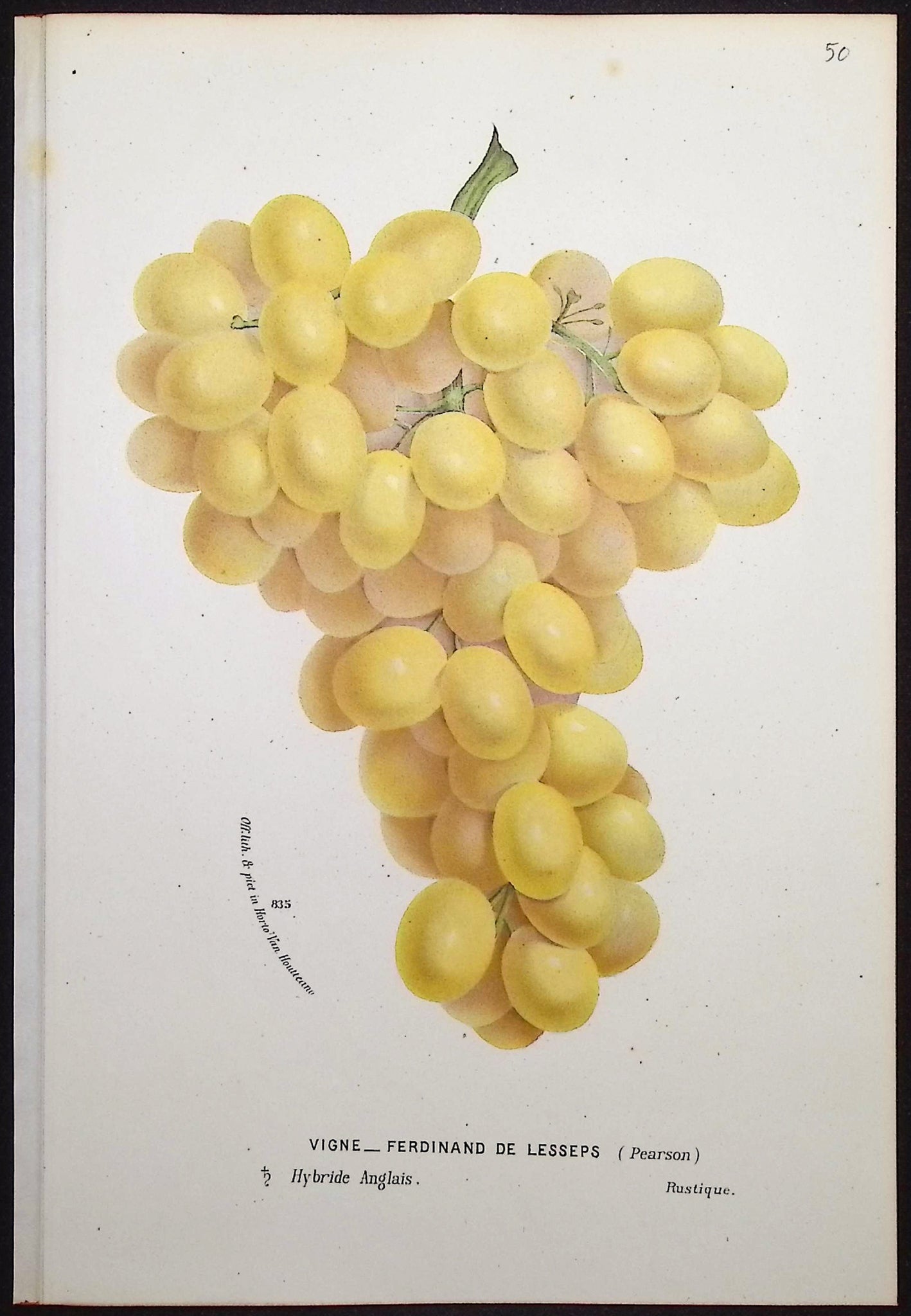 Grapes