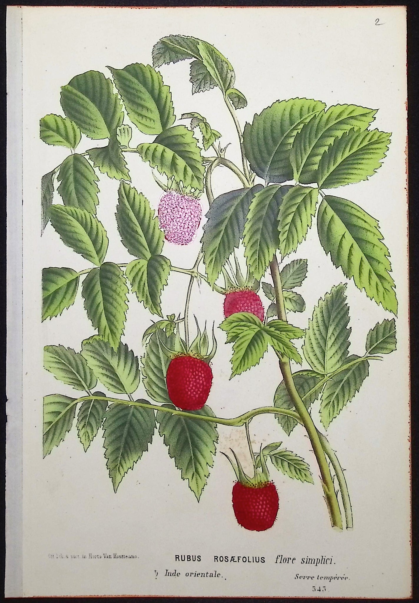 Raspberry