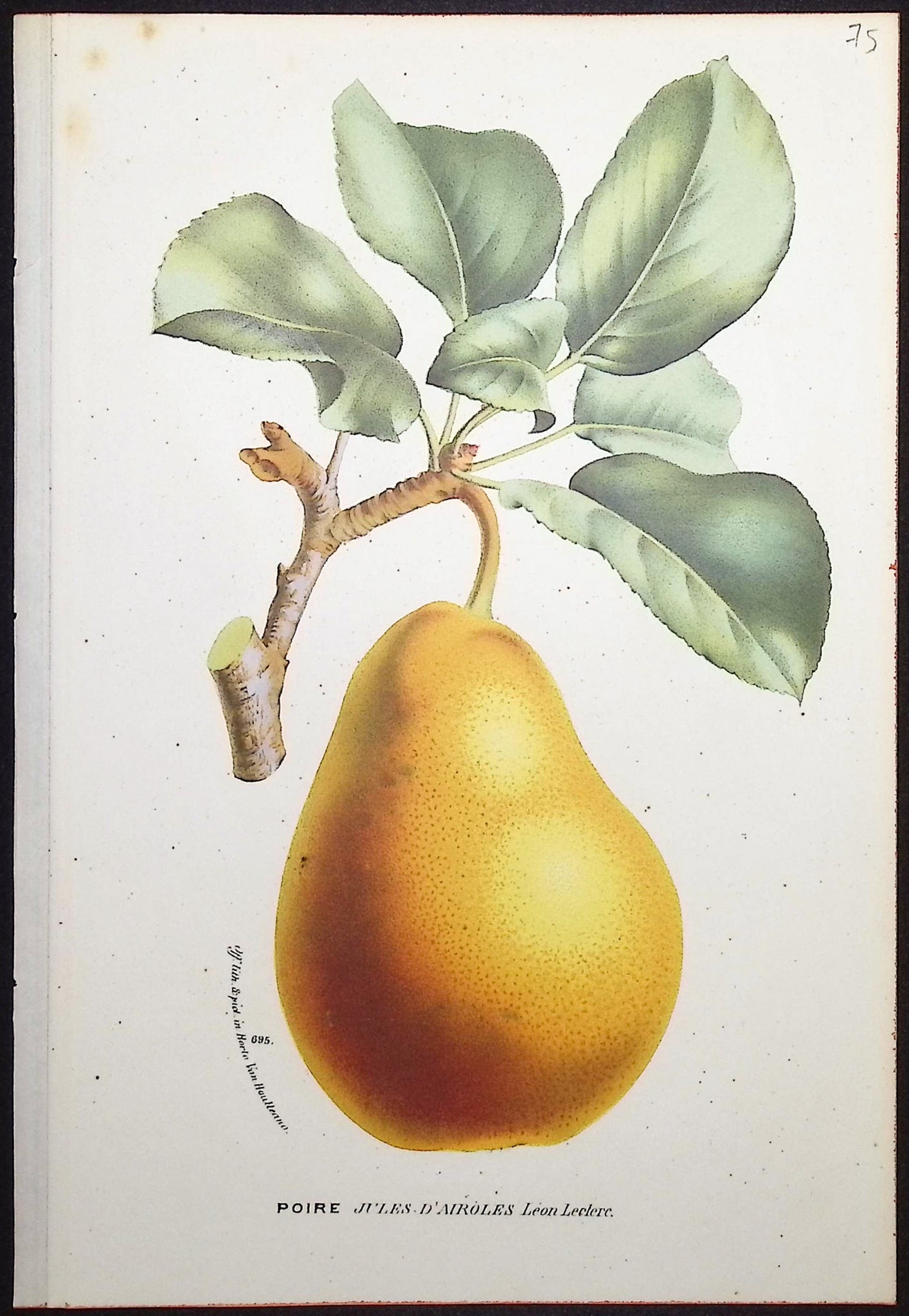 Pear