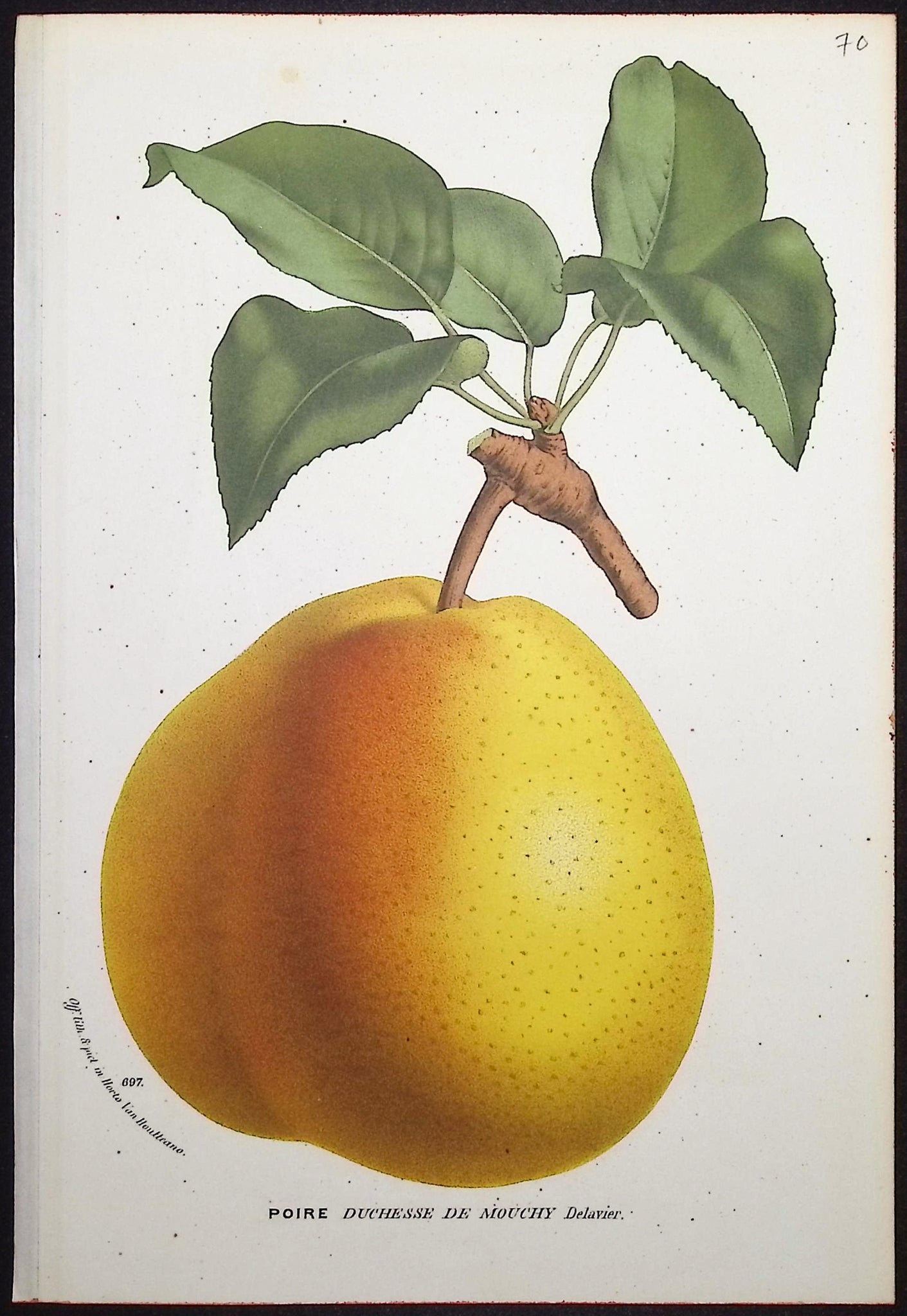 Pear