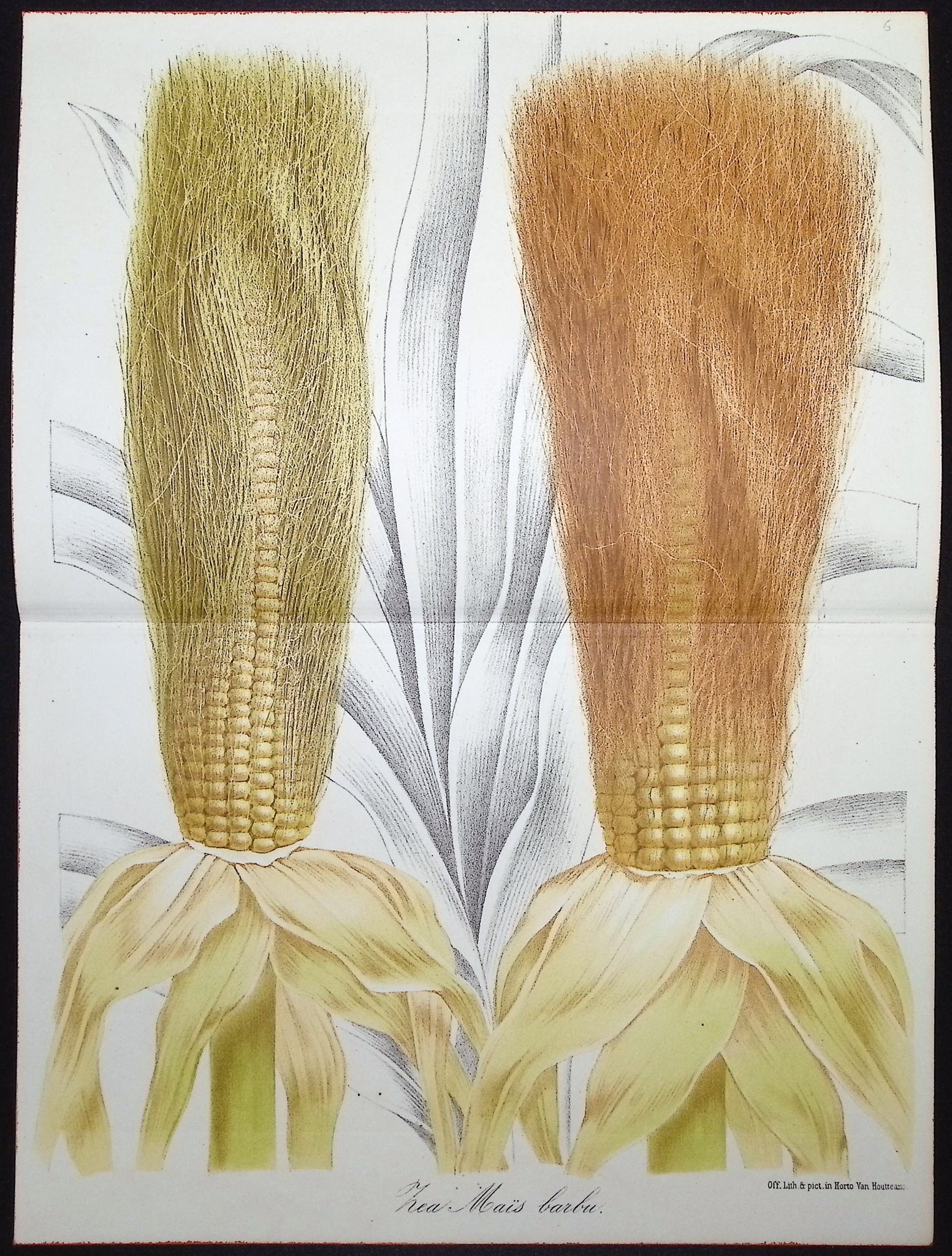 Corn
