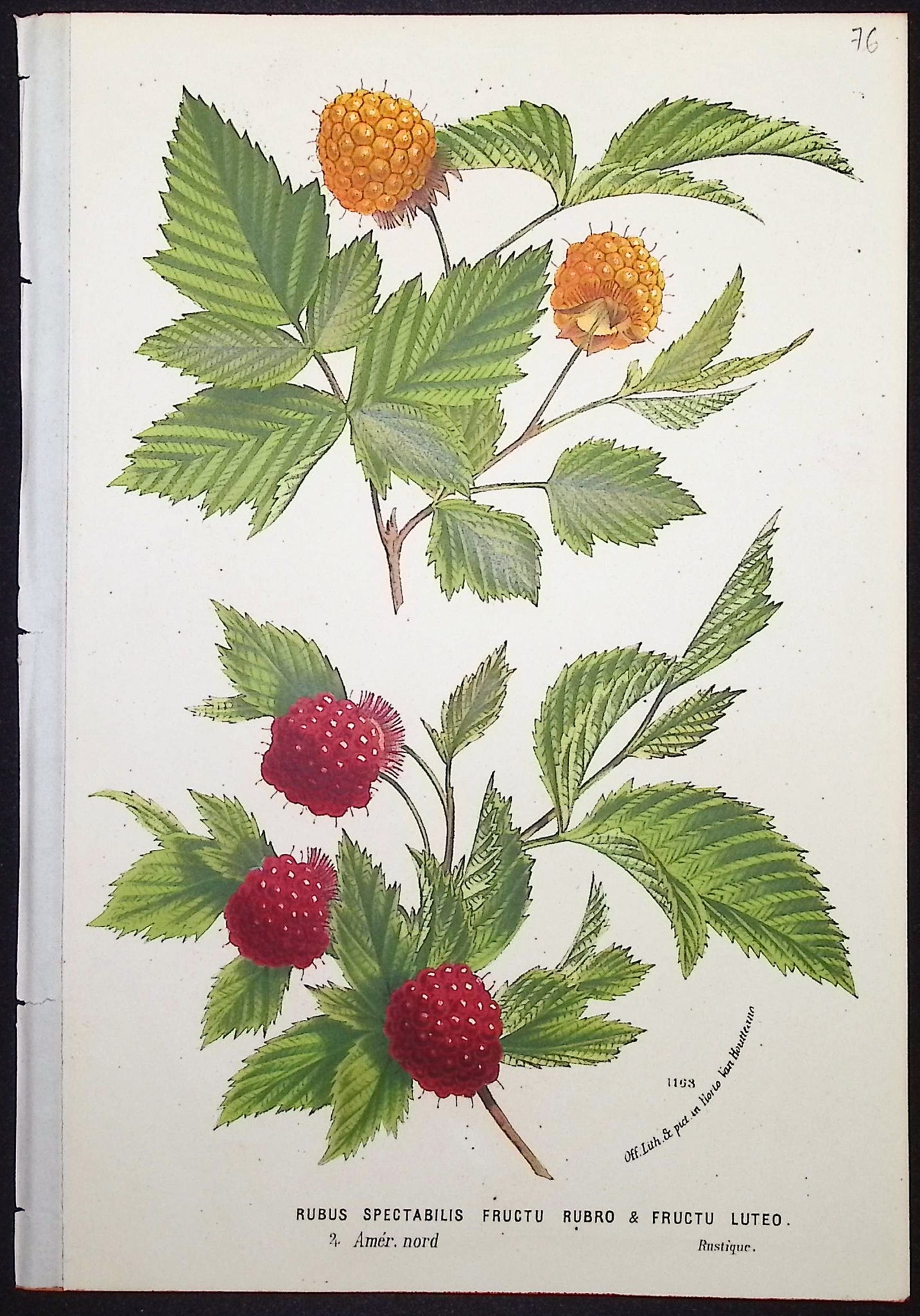 Raspberry