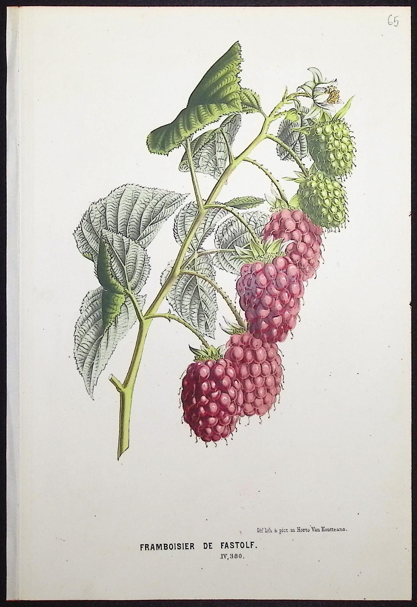Raspberry