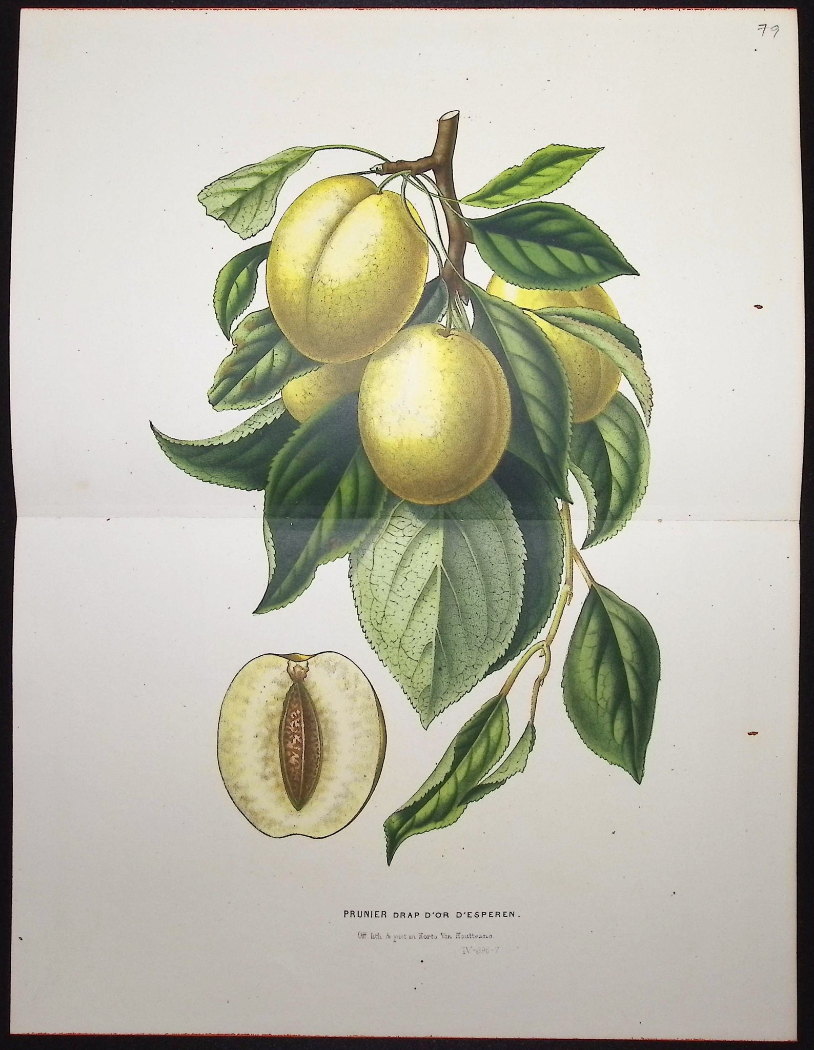 Plum
