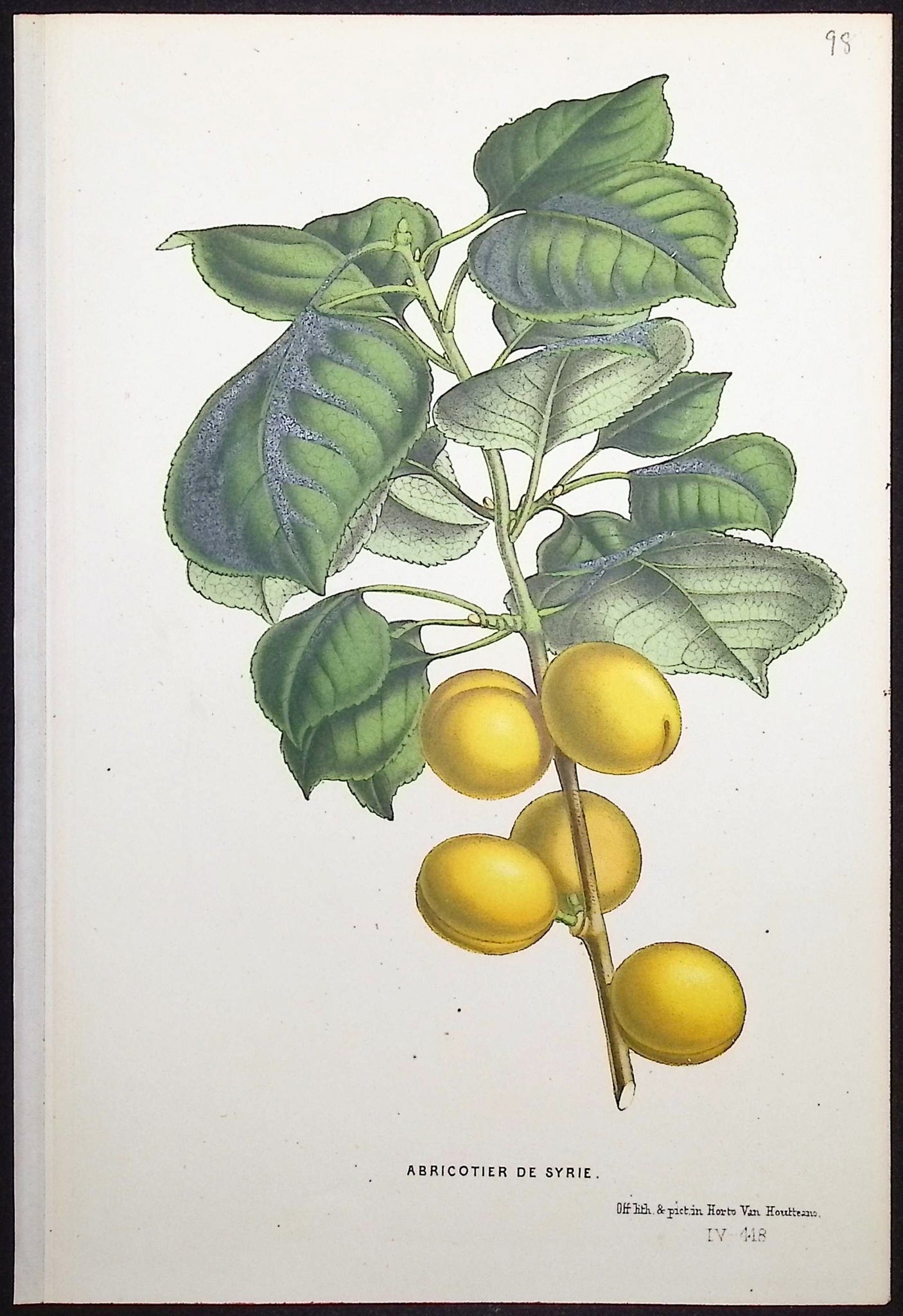 Apricot