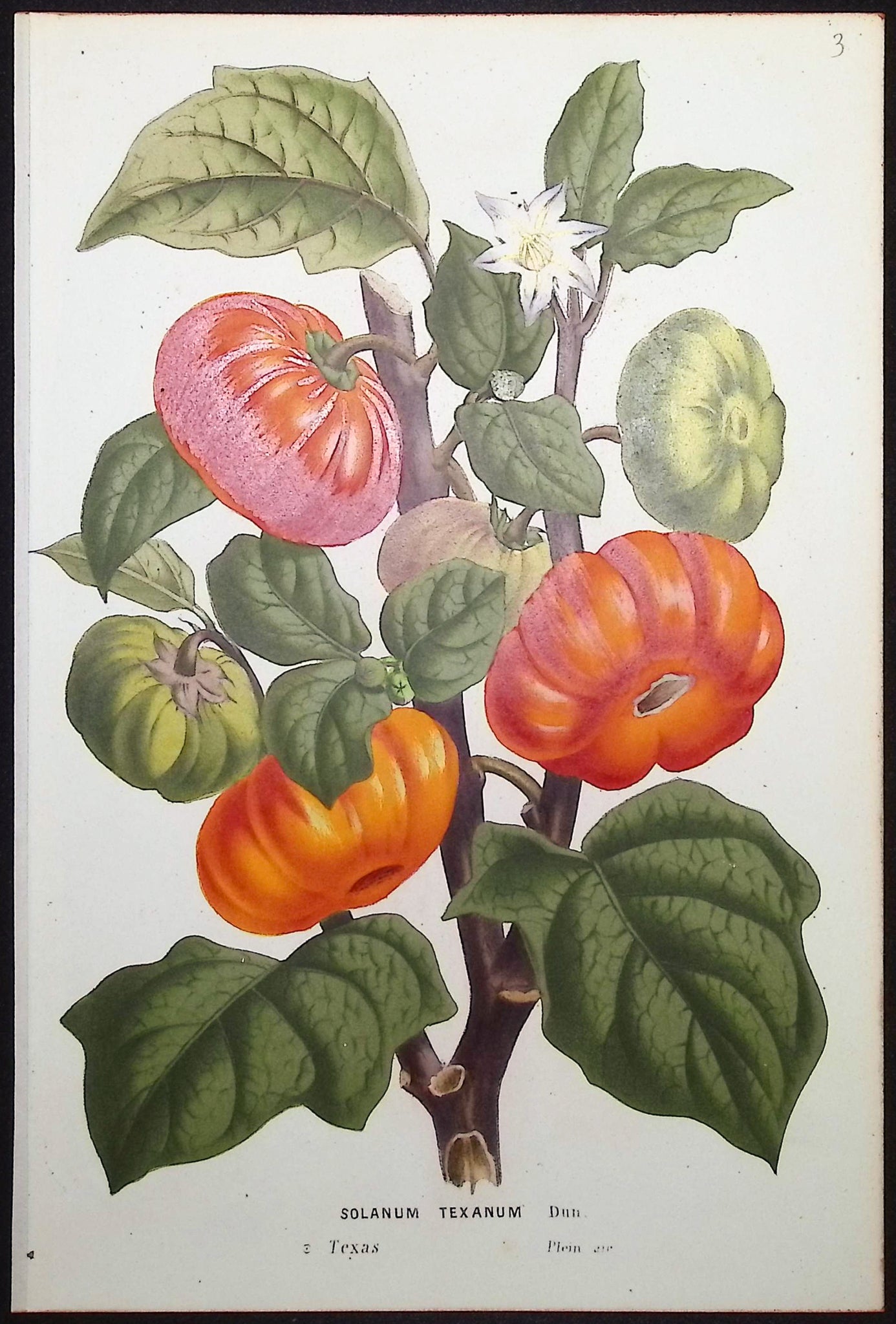 Tomato