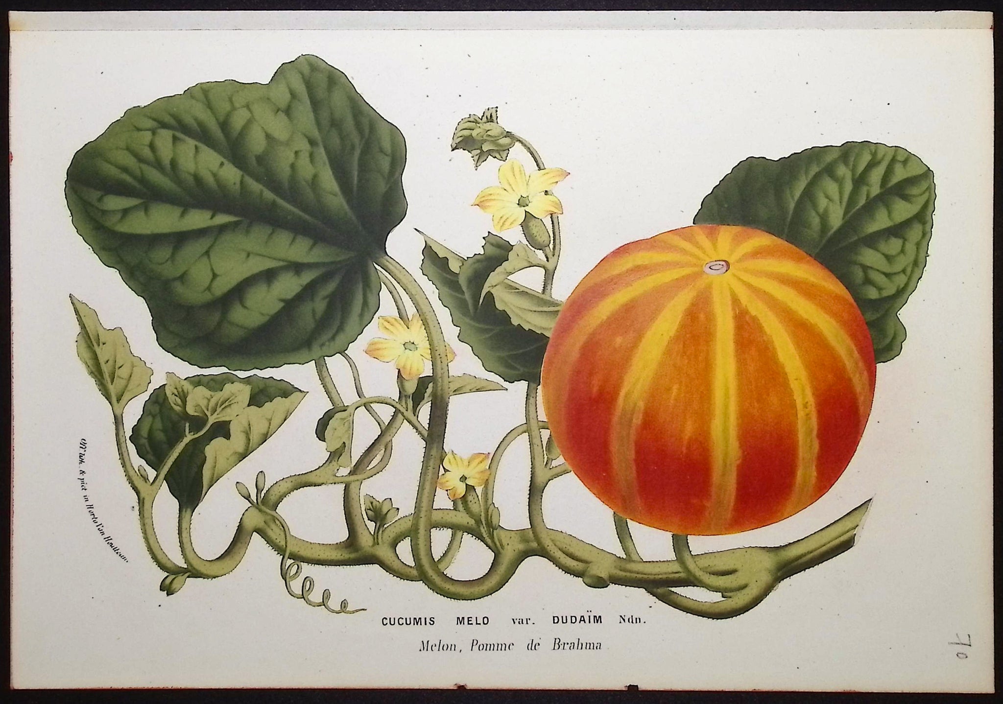 Melon (Cucumis Melo Dudaim)