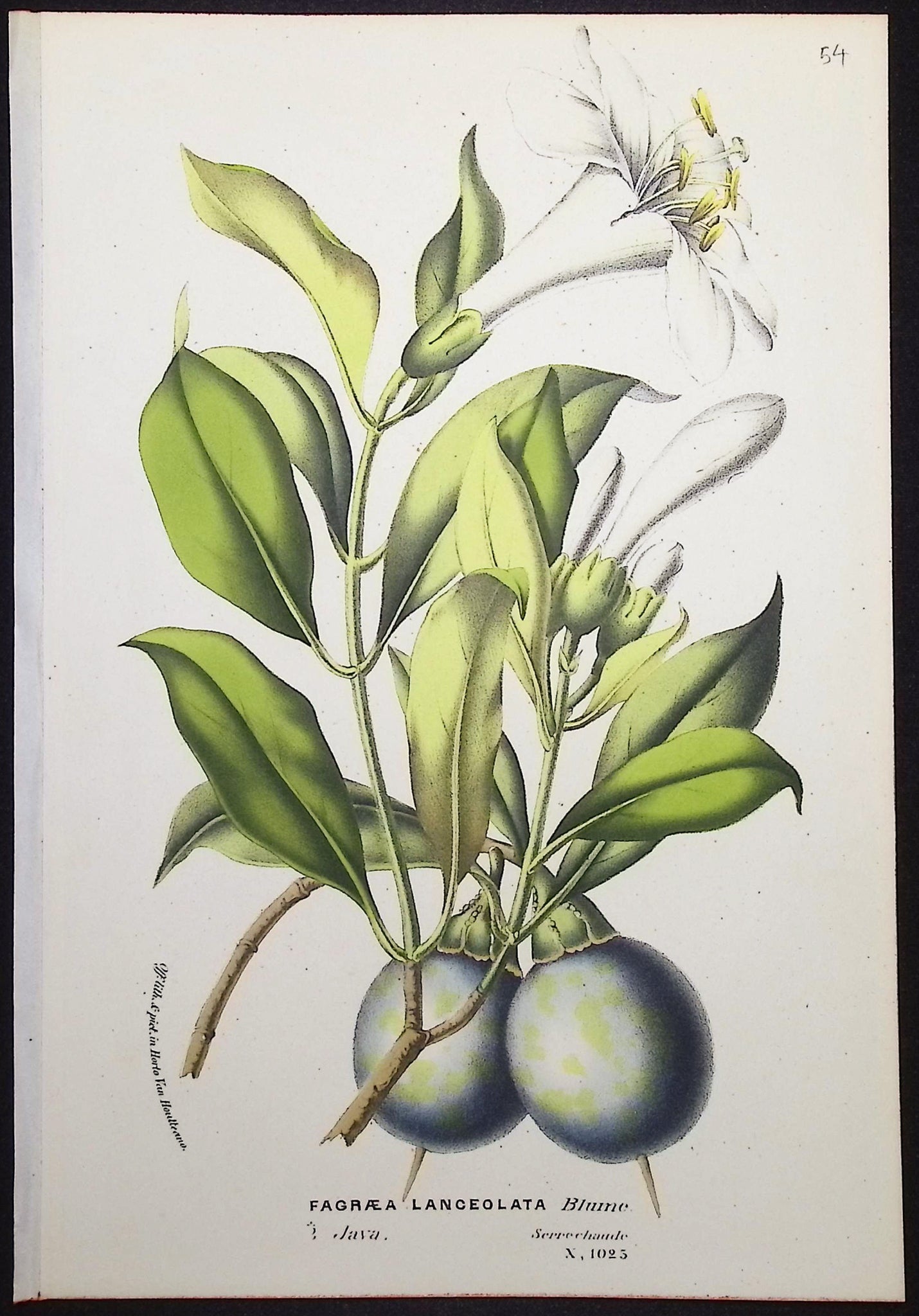 Flower (Fagraea Lanceolata)