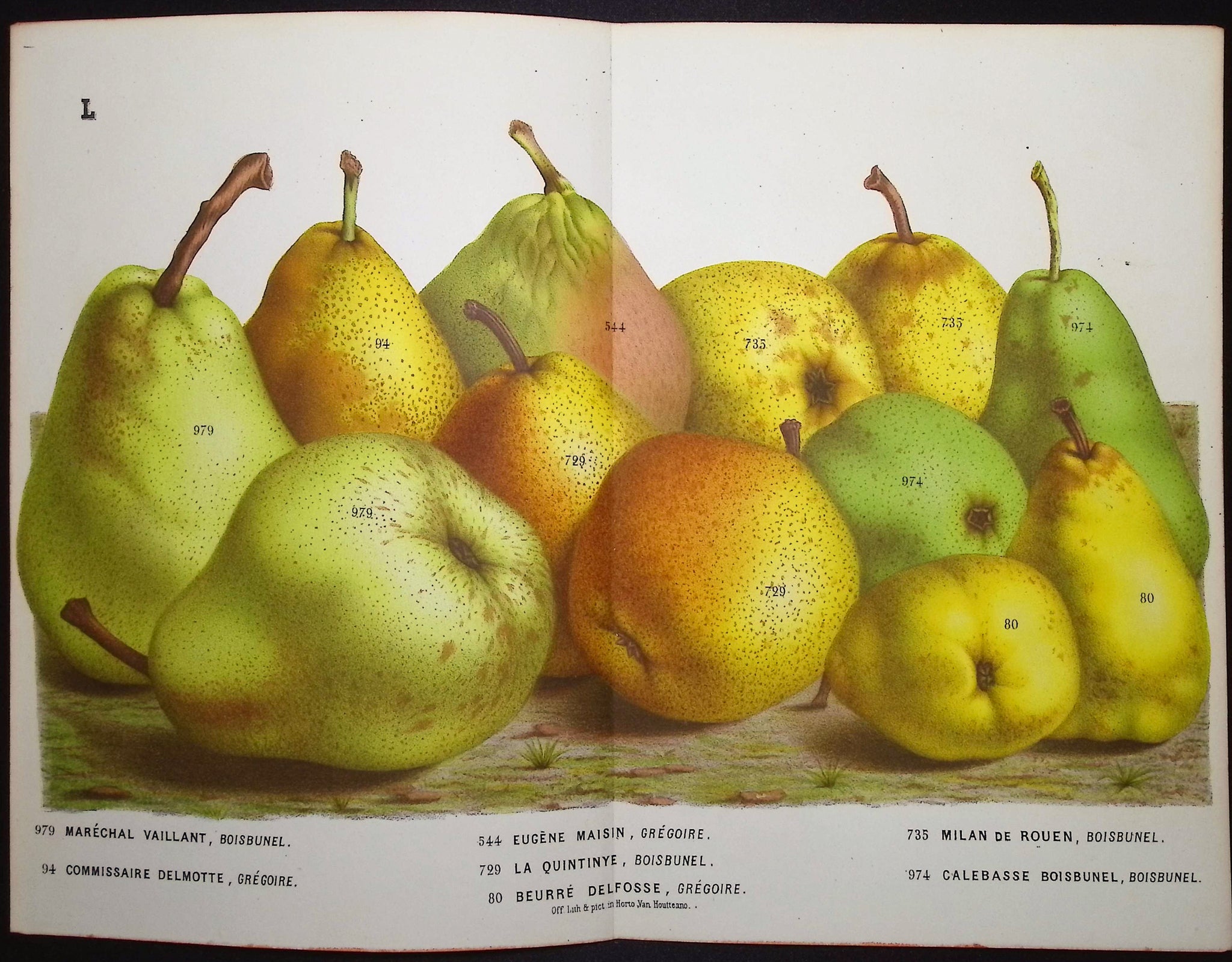 Pears