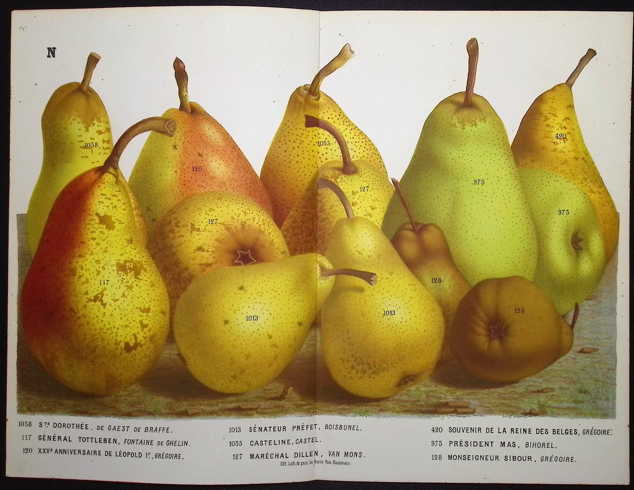 Pears