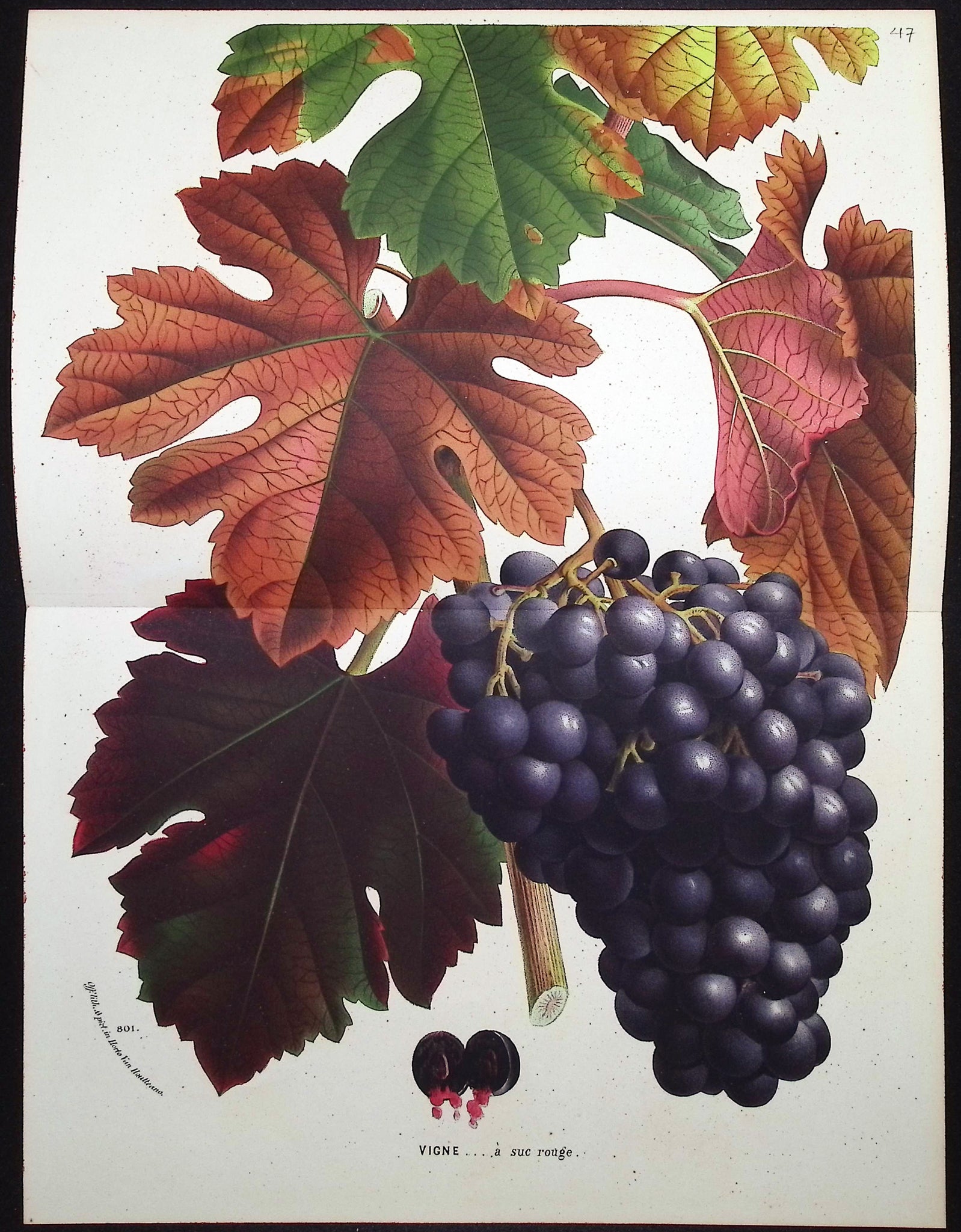 Grapes