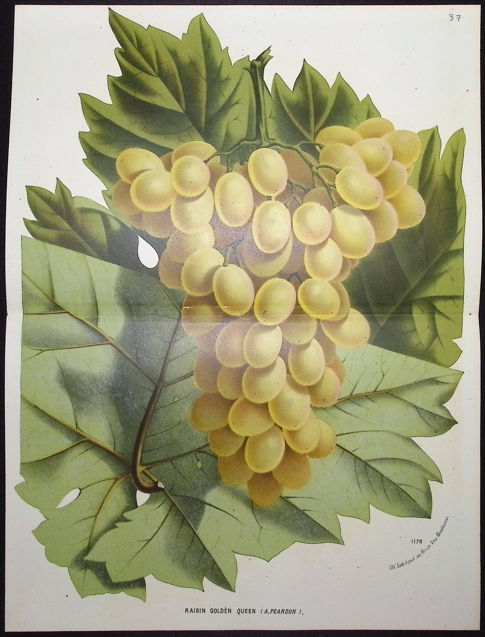 Grapes