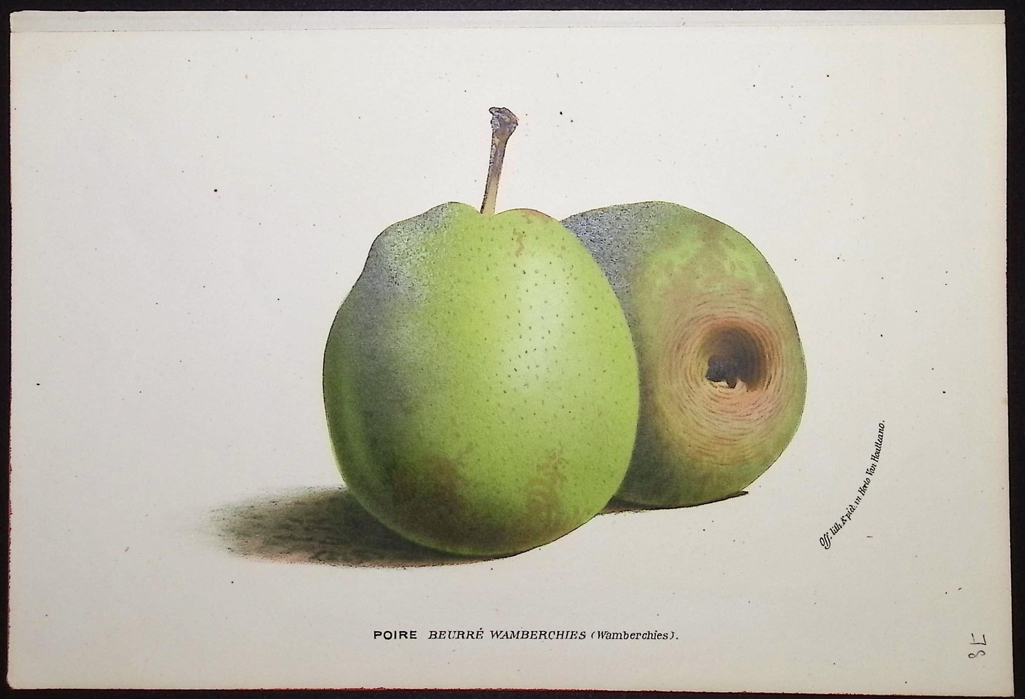 Pears