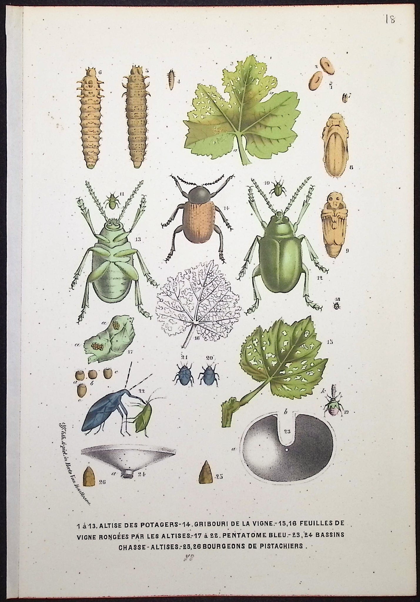 Insects